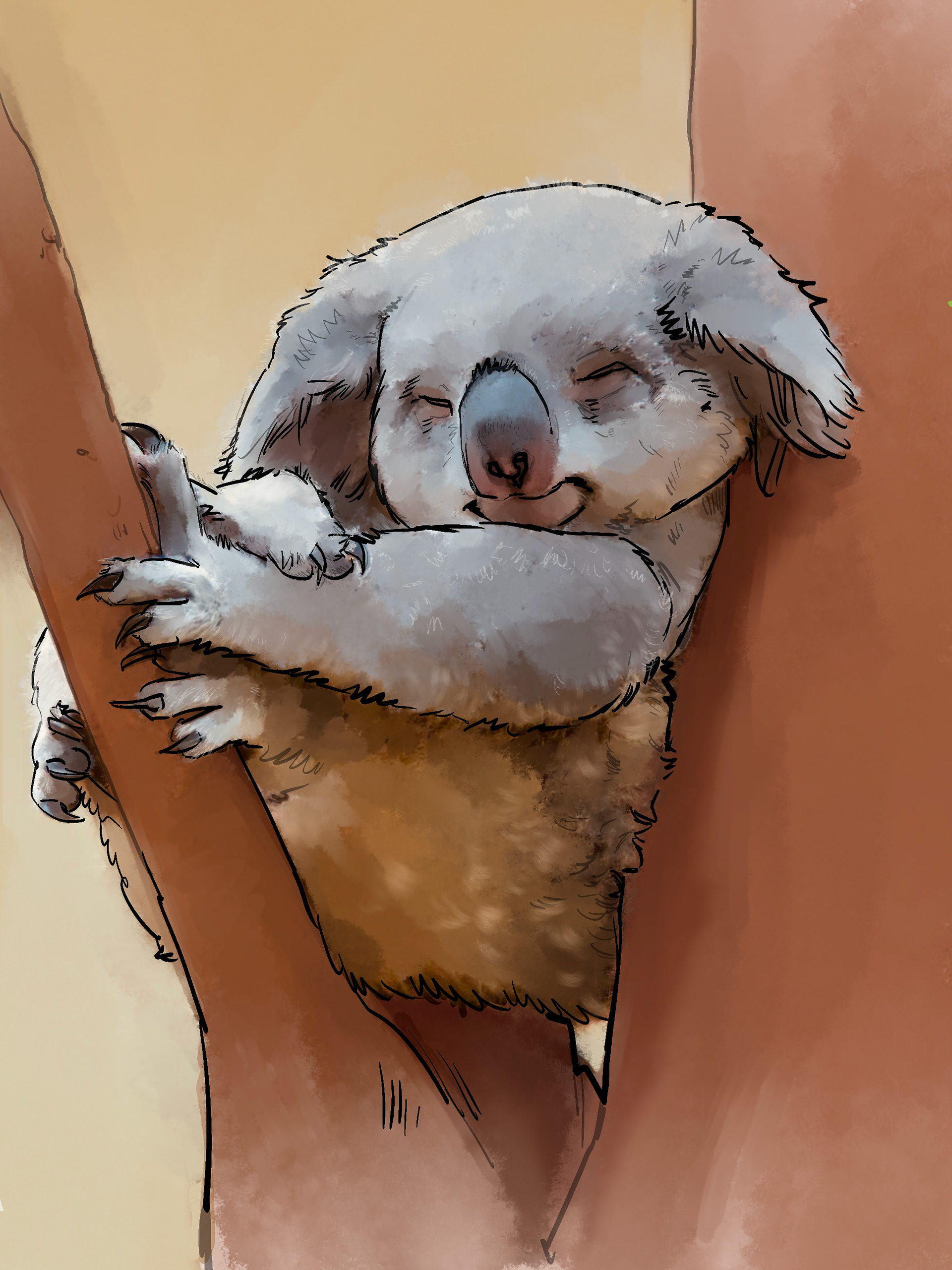 Koala