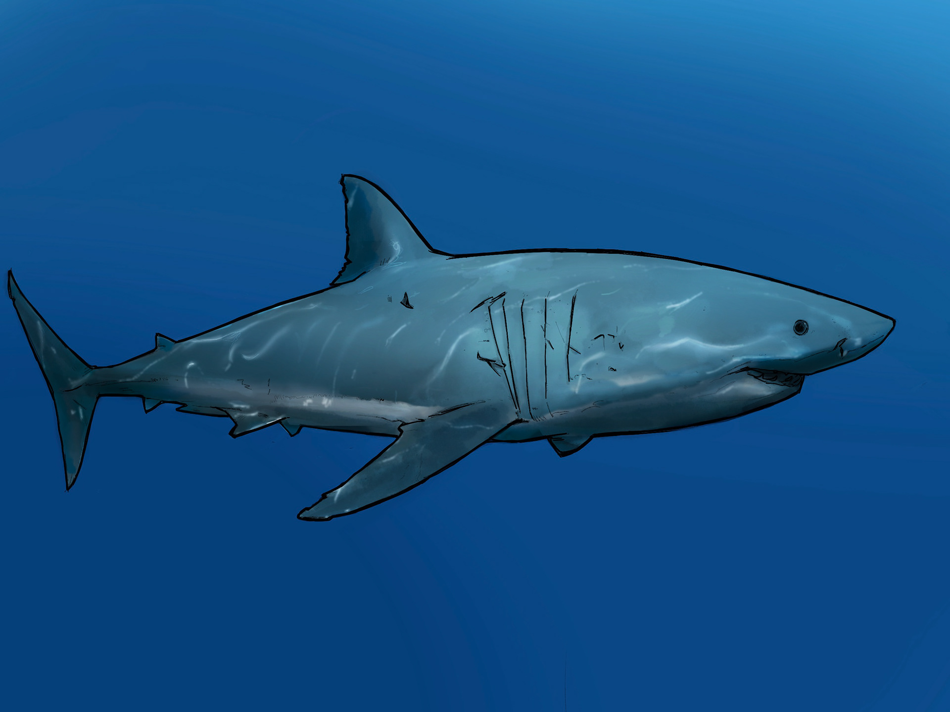 Shark