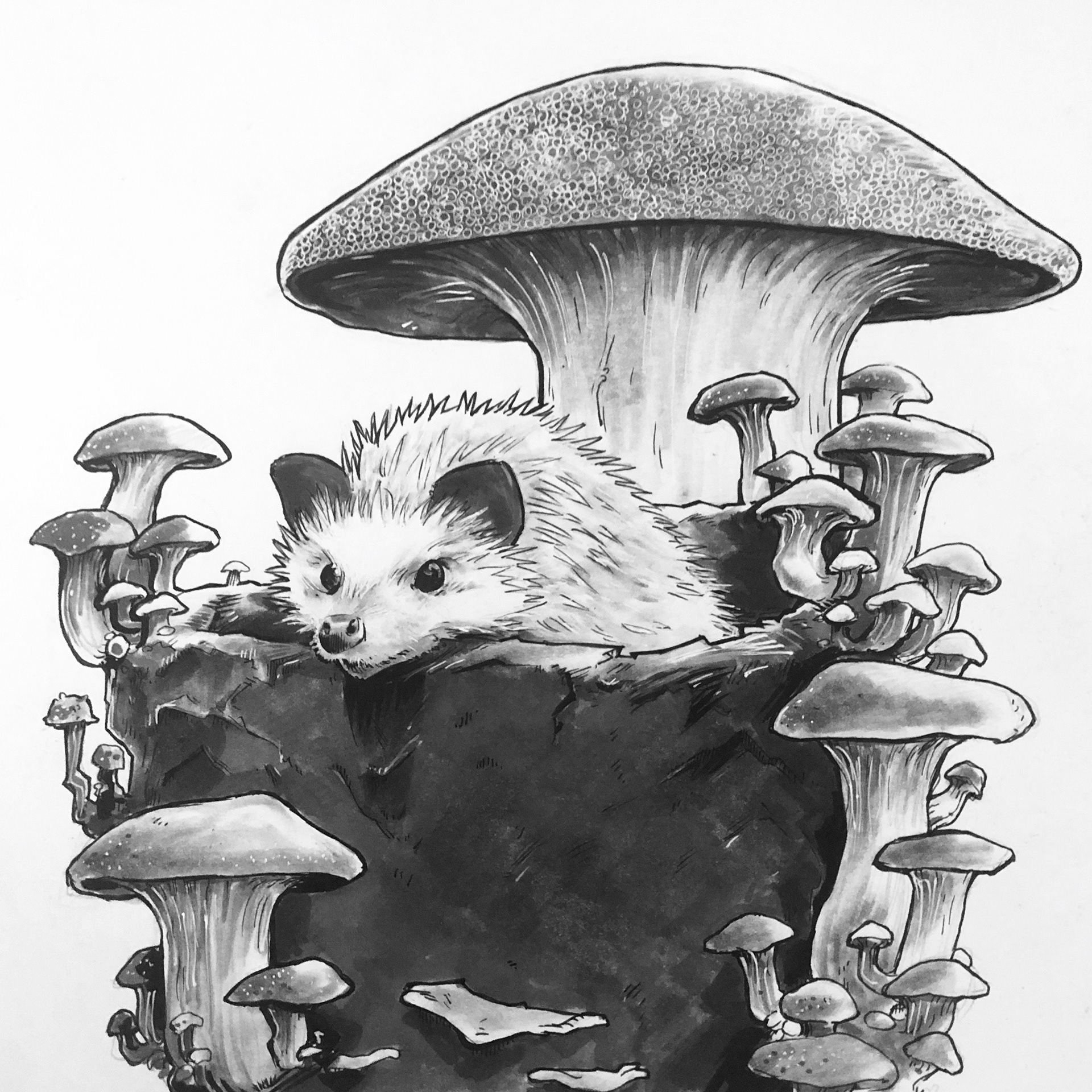 Hedgehog