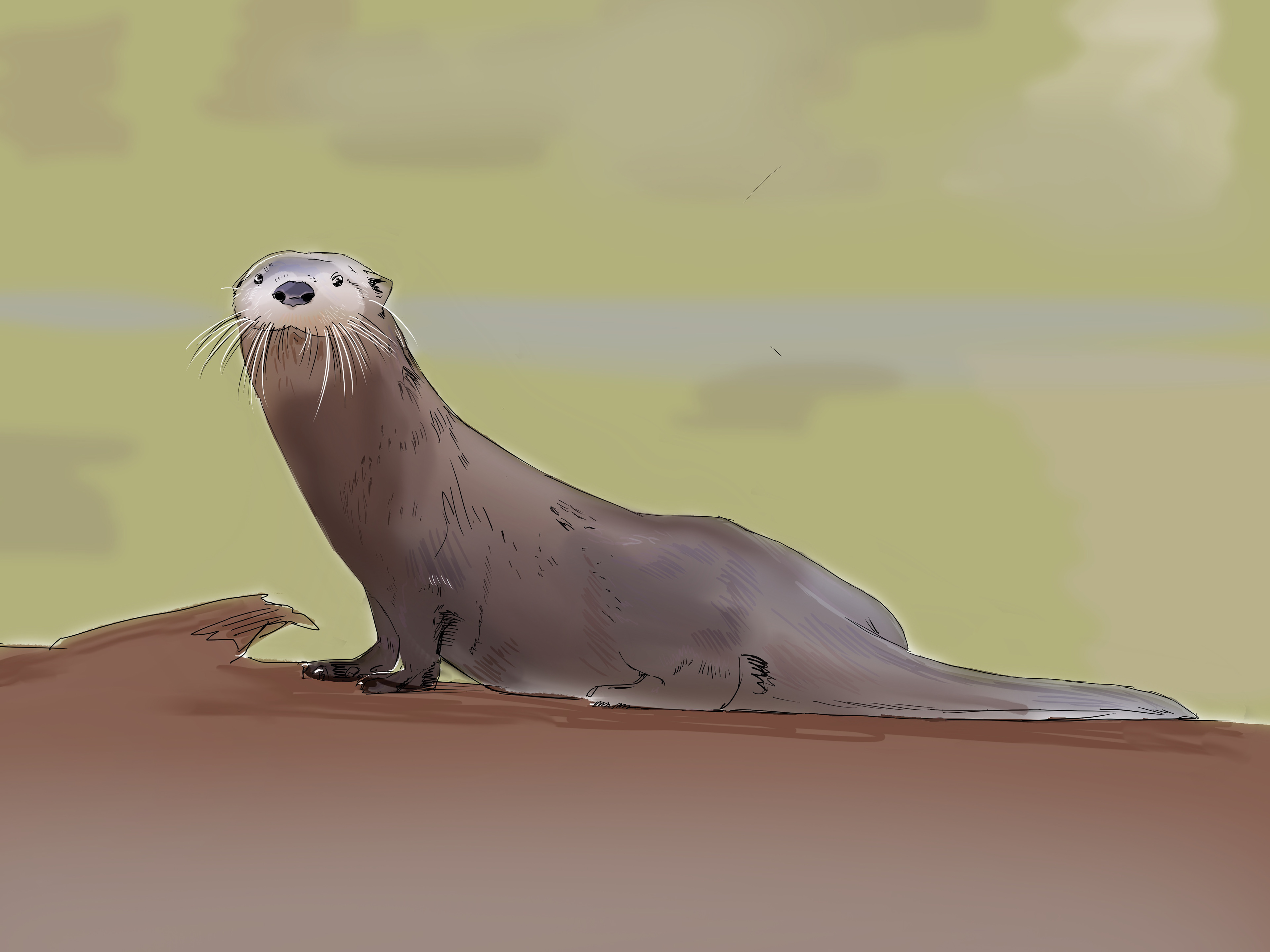 River Otter