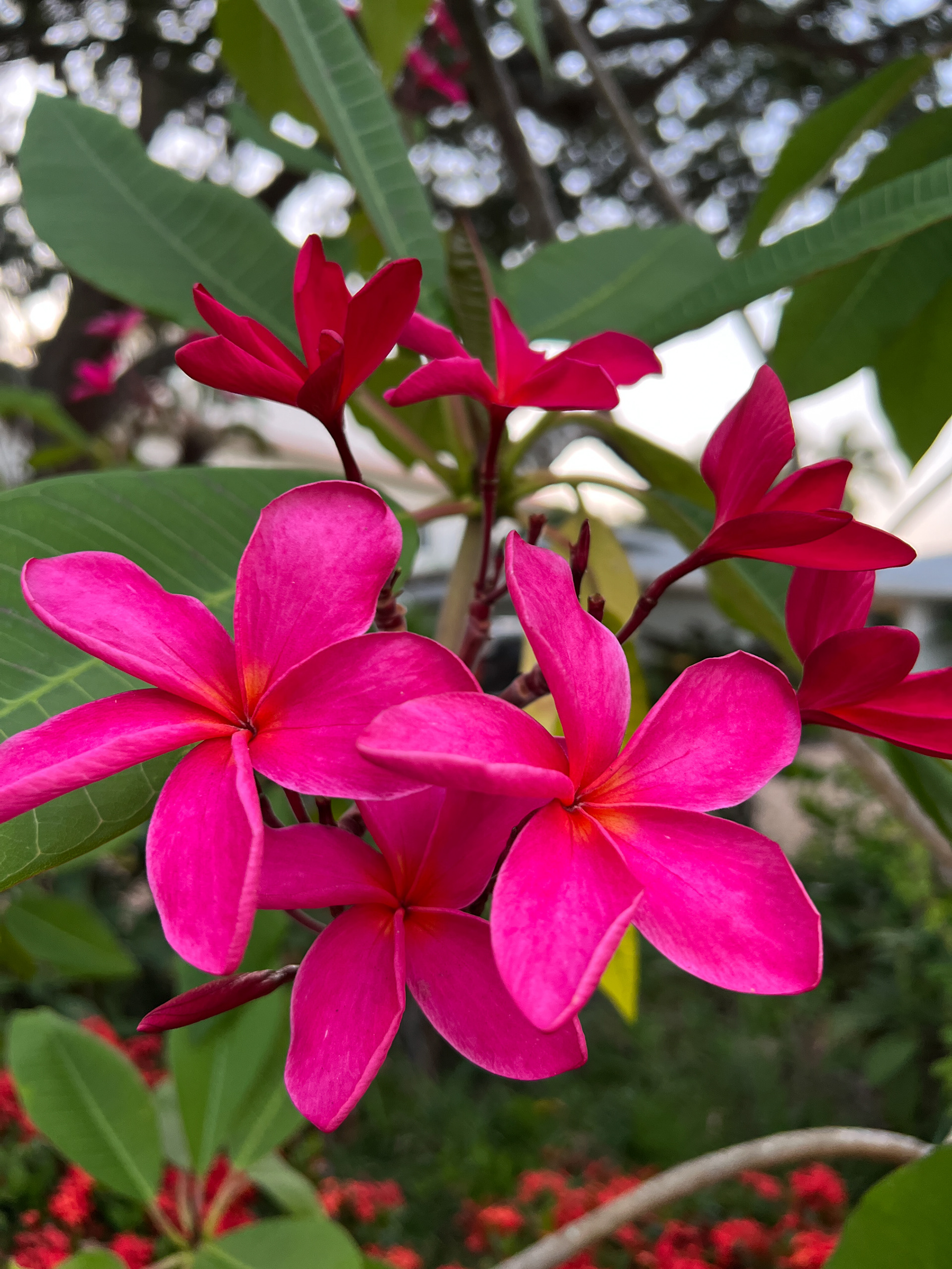 A Plumeria bloom