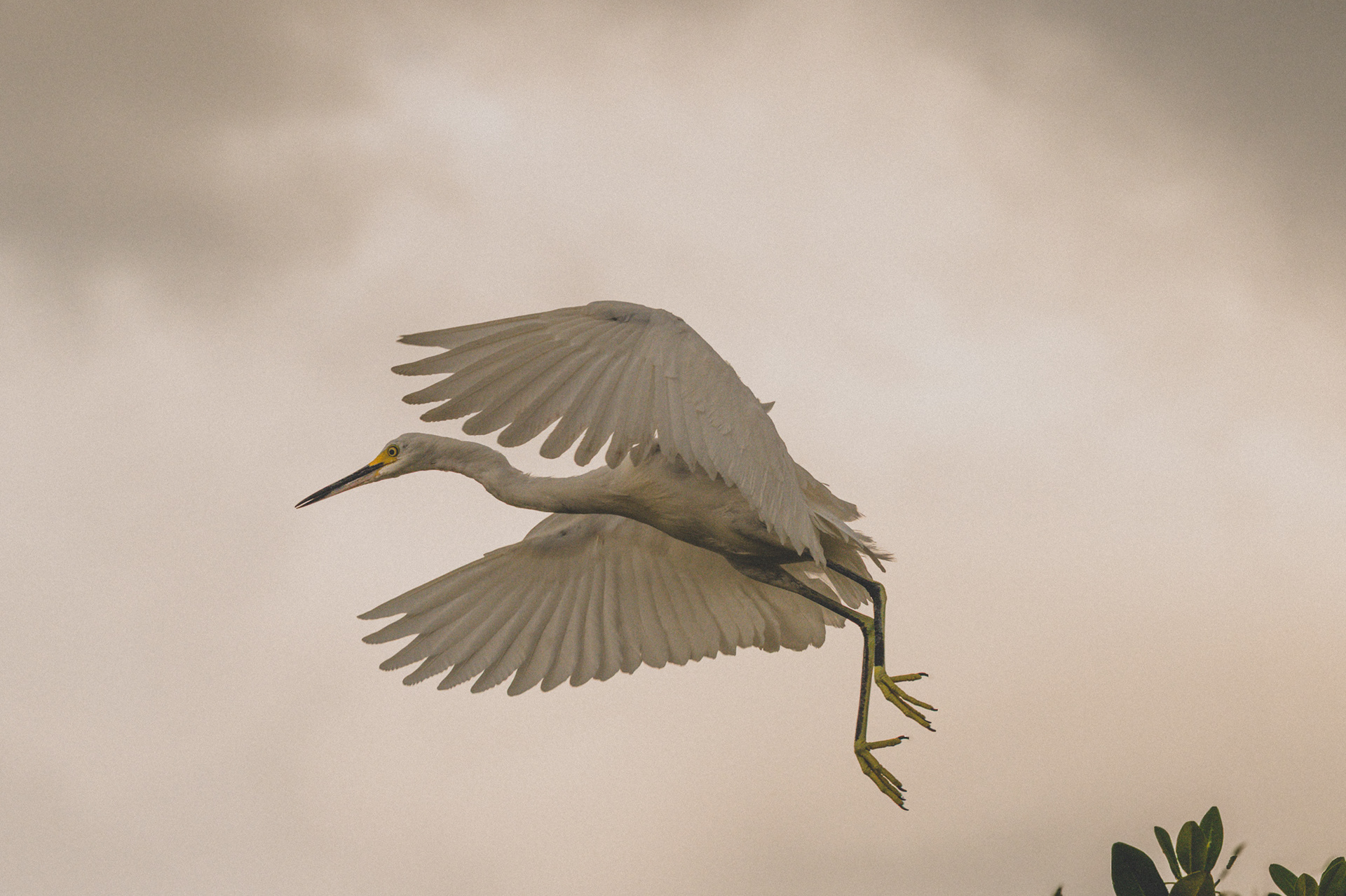 Local Sarasota wildlife, the Great Heron.