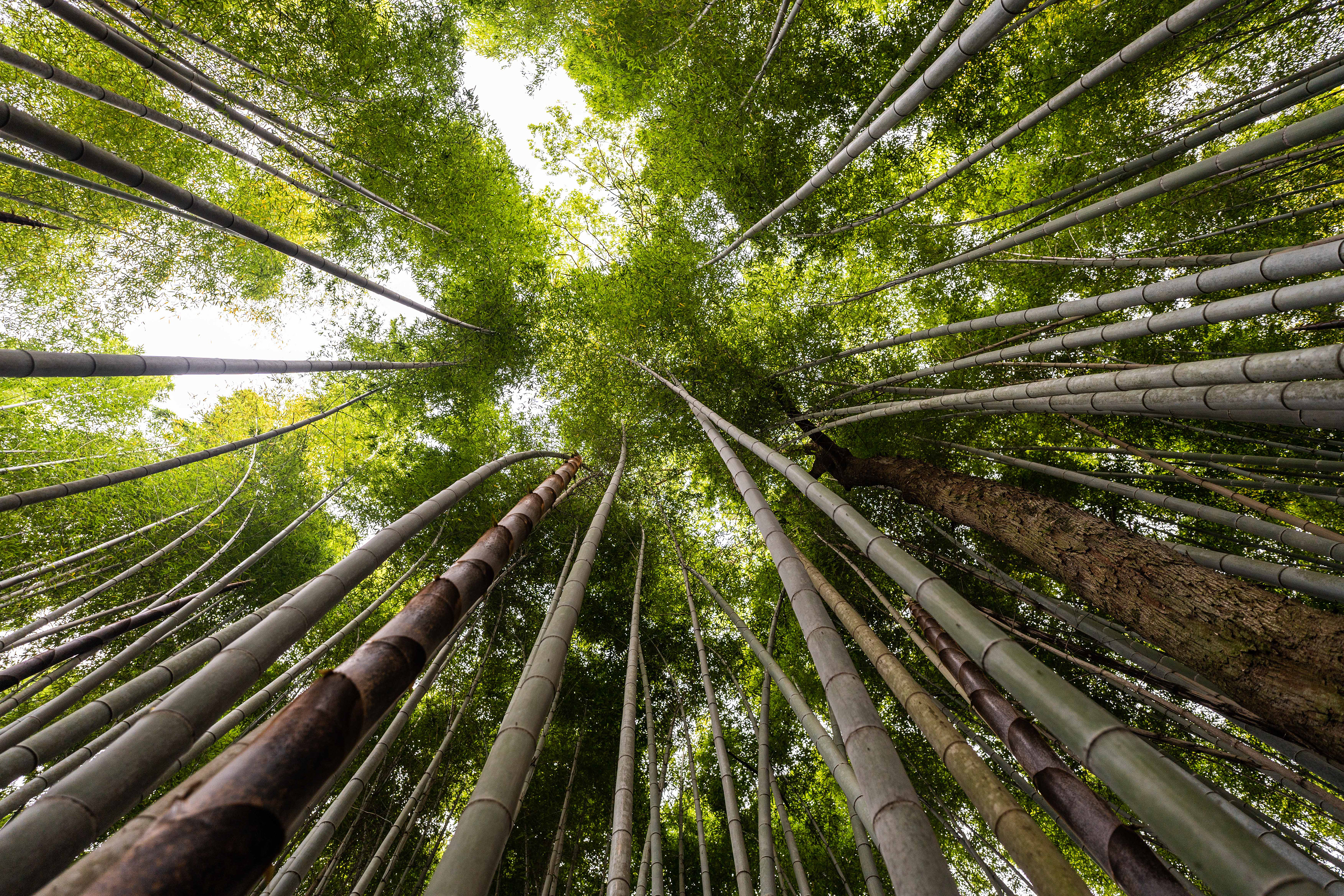 Kyoto