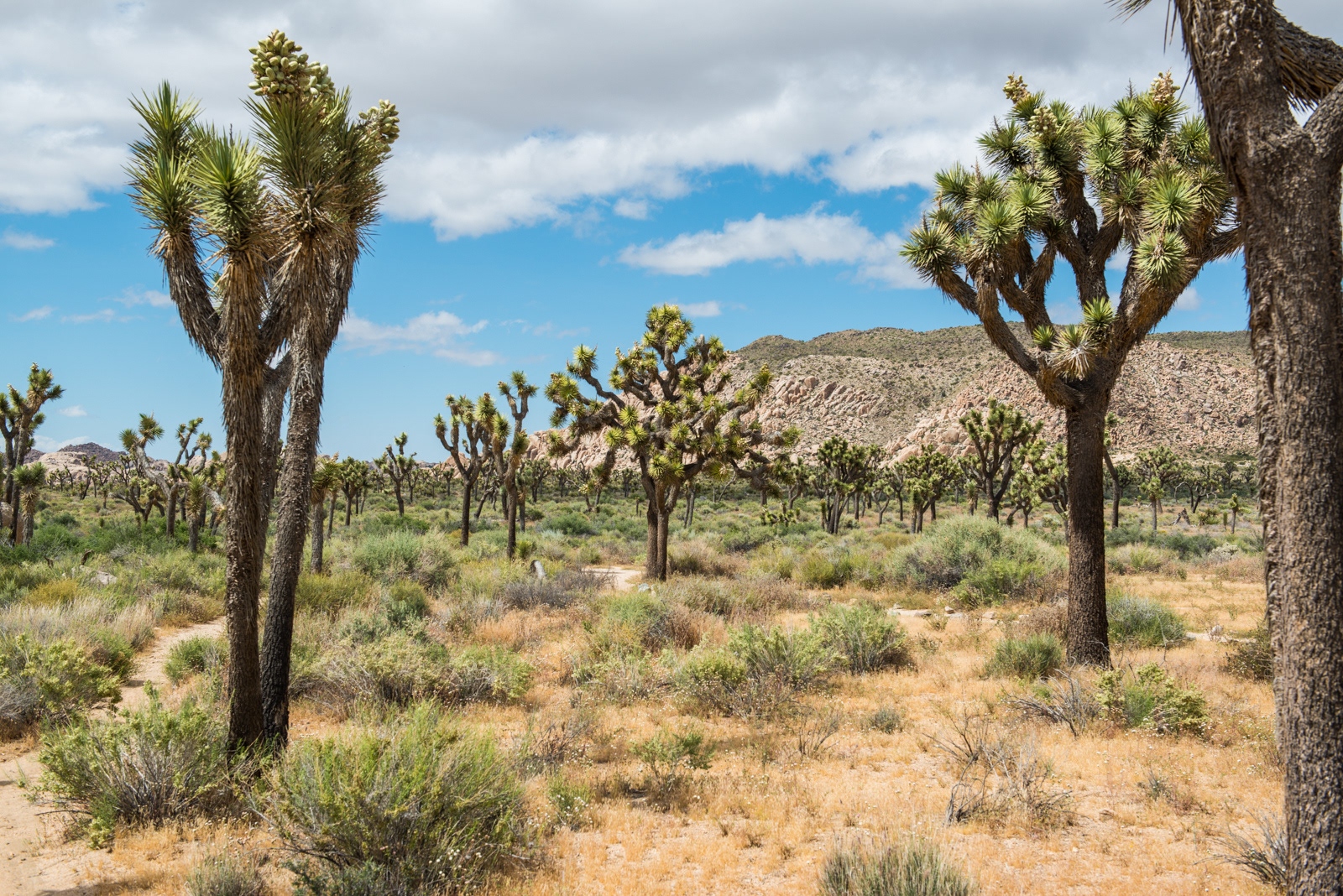 Joshua Tree National Park, CA
