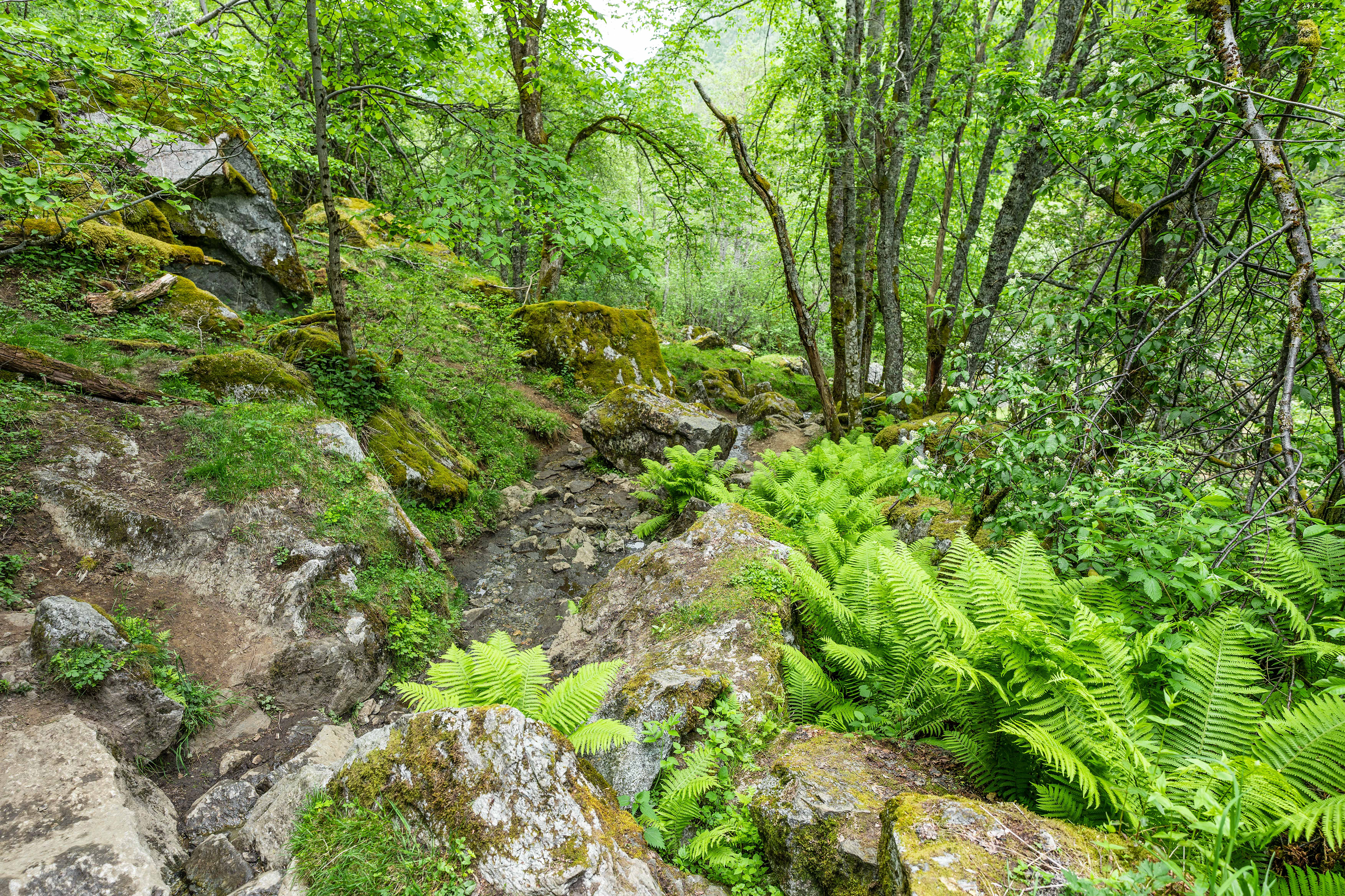 What the trail looks like in most places
