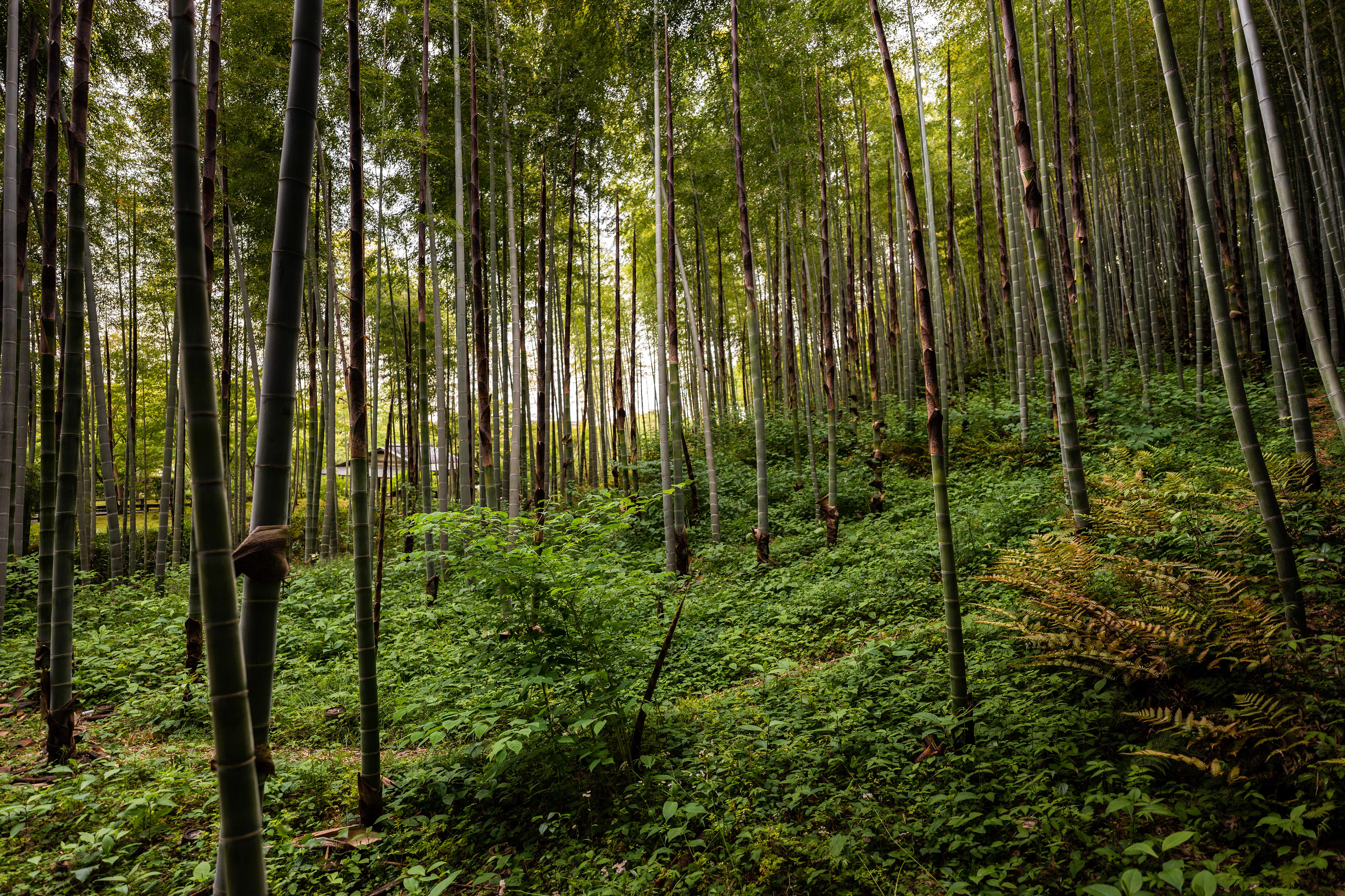 Kyoto