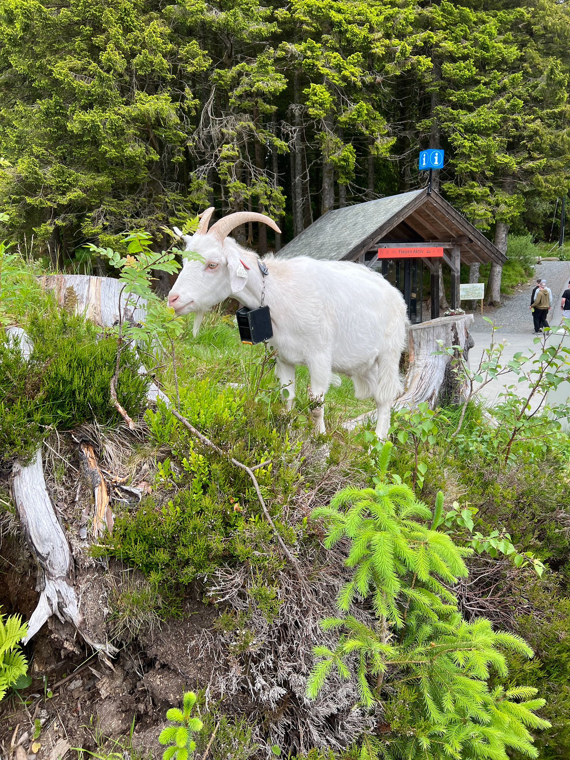 A Bergen goat