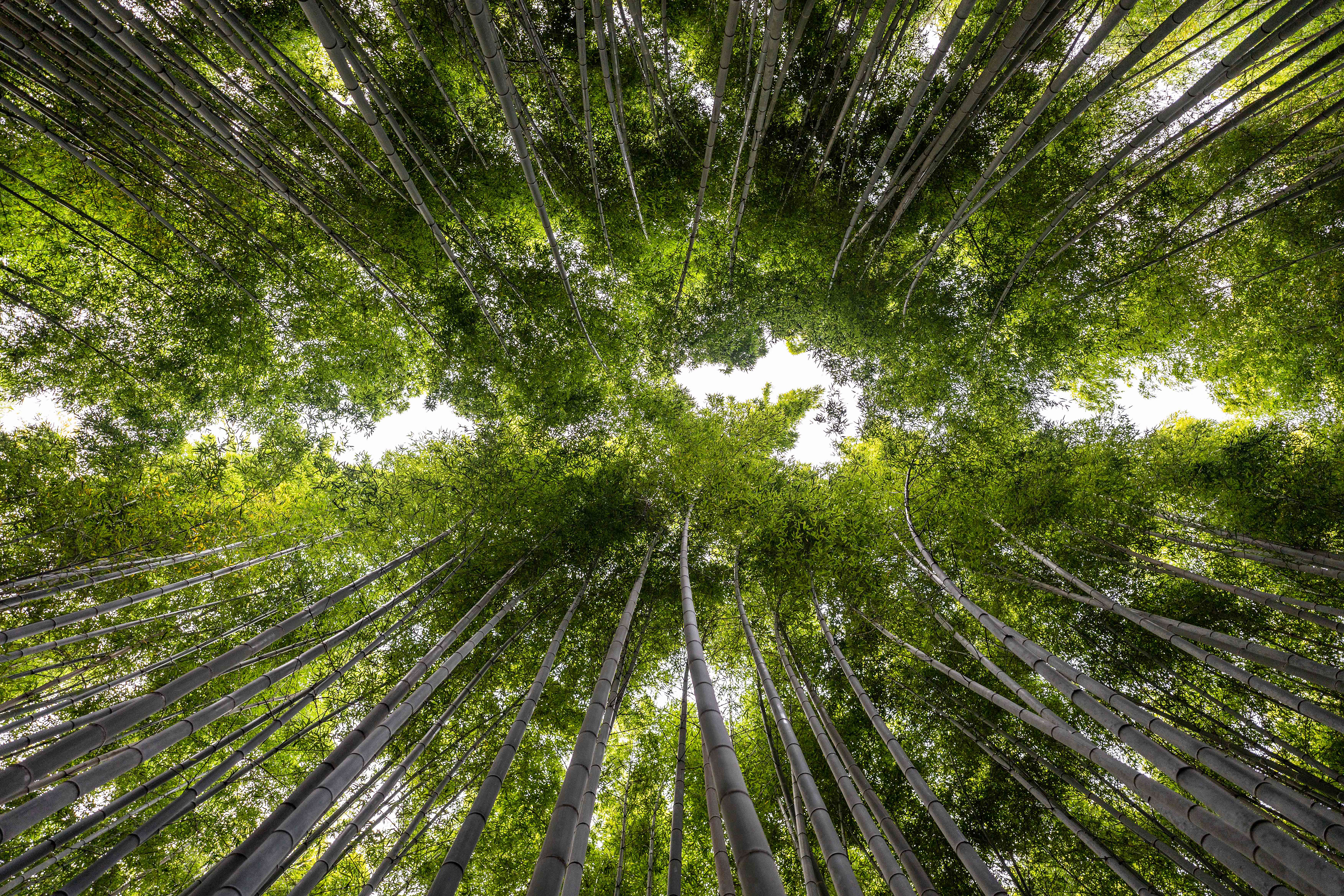 Kyoto