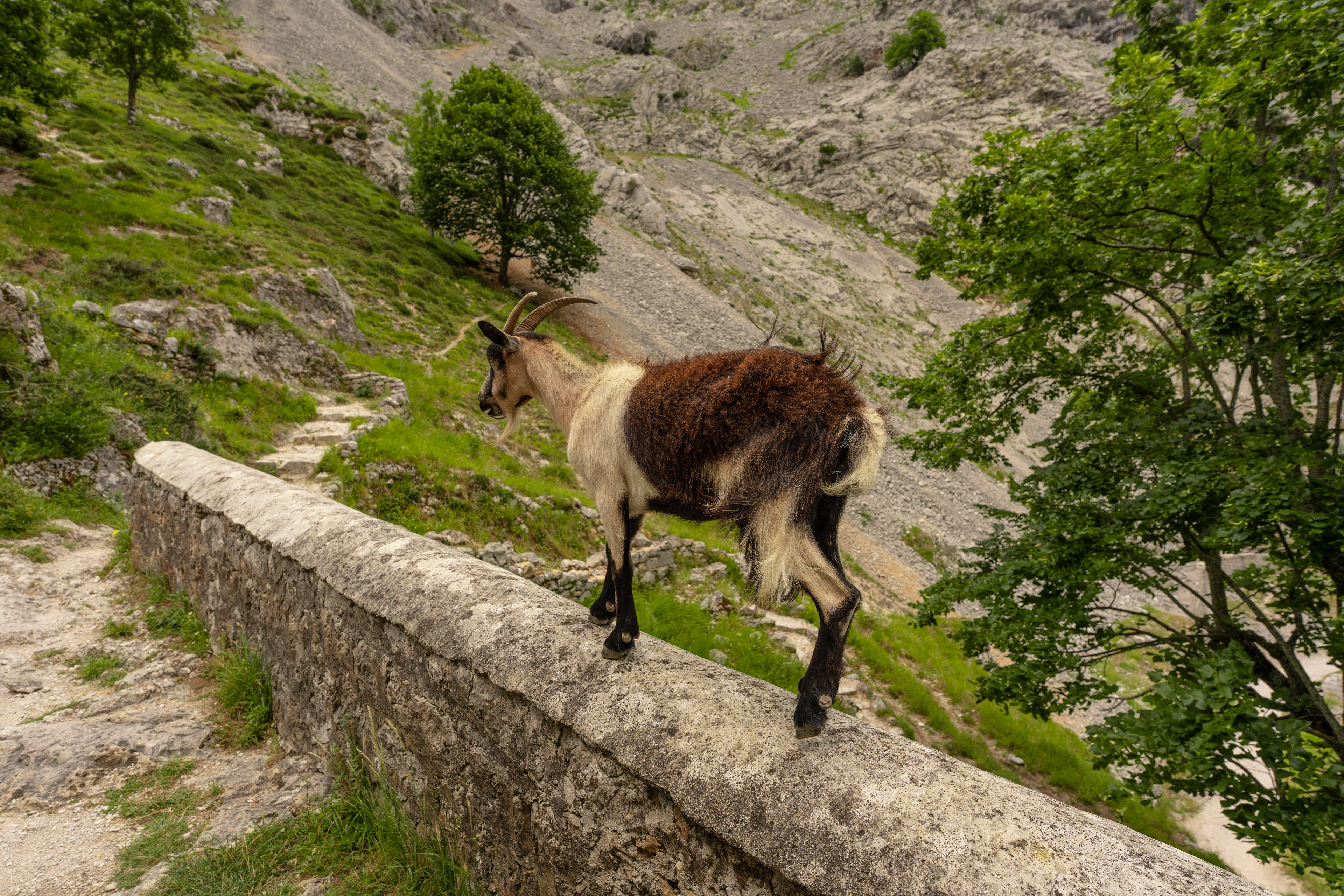Los Picos de Europa