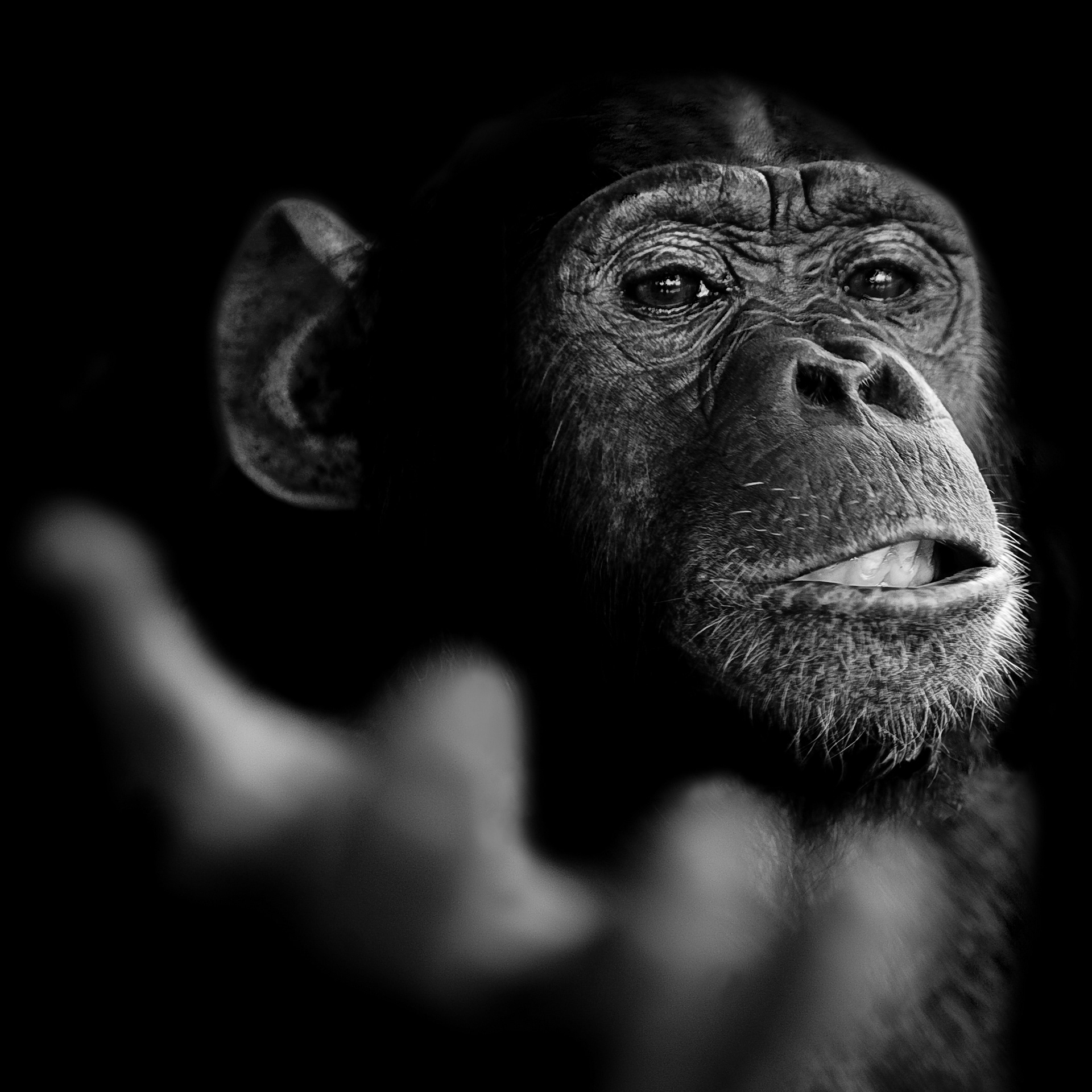 A Chimpanze - Musee Vivant - Bujumbura, Burundi