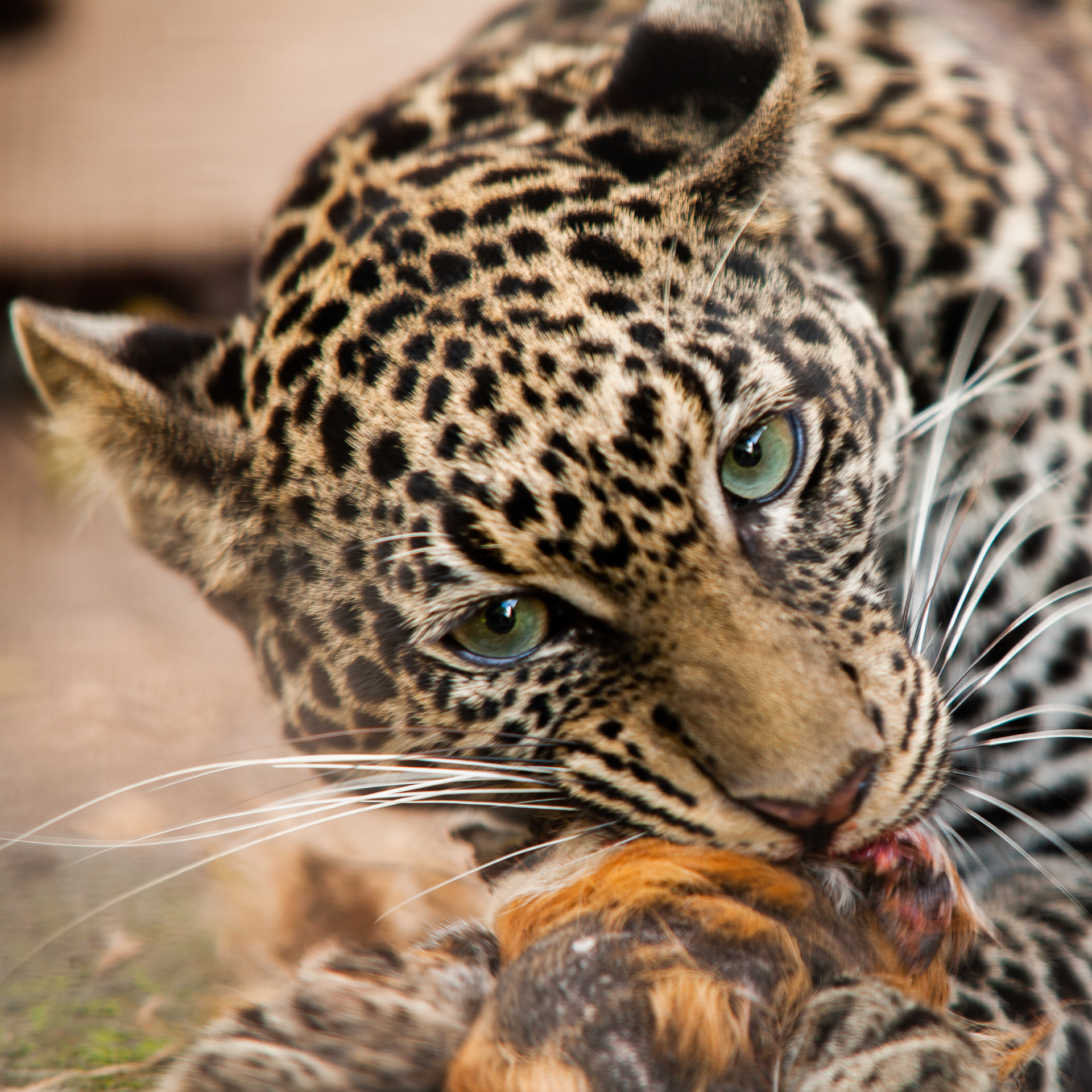 A Leopard Eating It's Prey