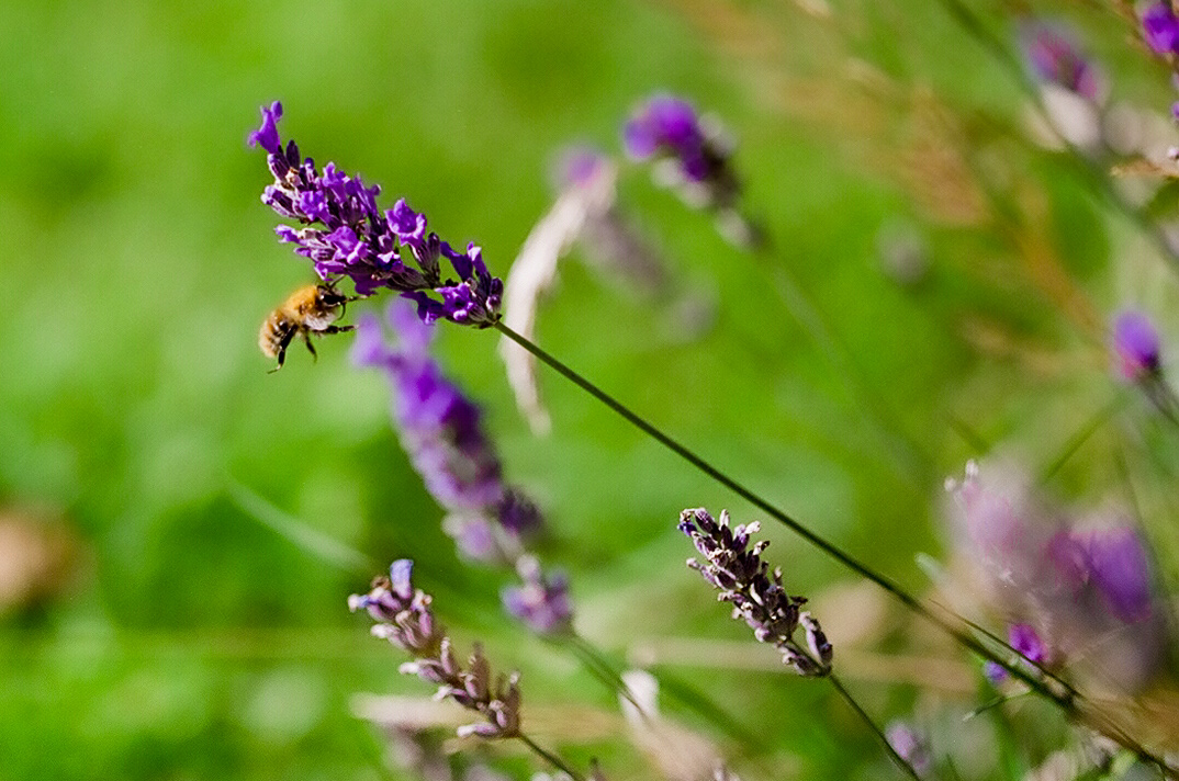 A Bee Extracts Pollen From A Purple Flower