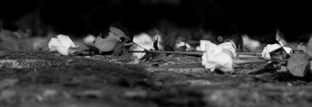 Holocaust Memorial Day - Roses Laid In Memory Of Those Who Perished