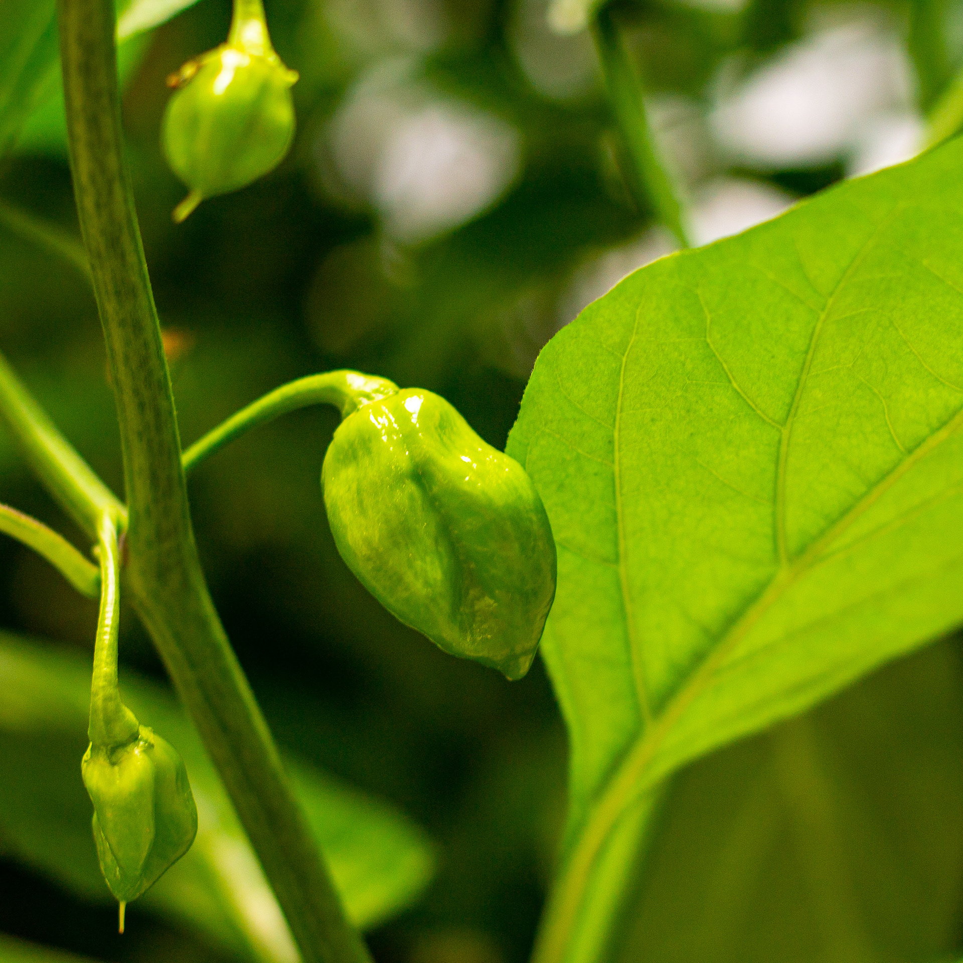 Naga Chilli Pods Forming