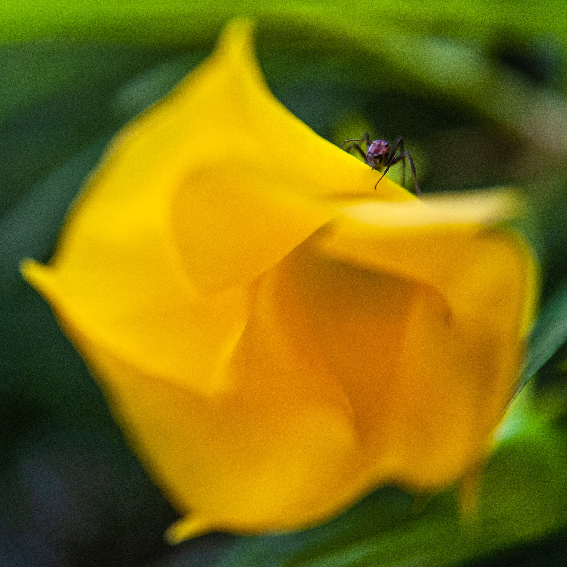 A Spider Sitting On A Yellow Flower Contemplating It's Next Move