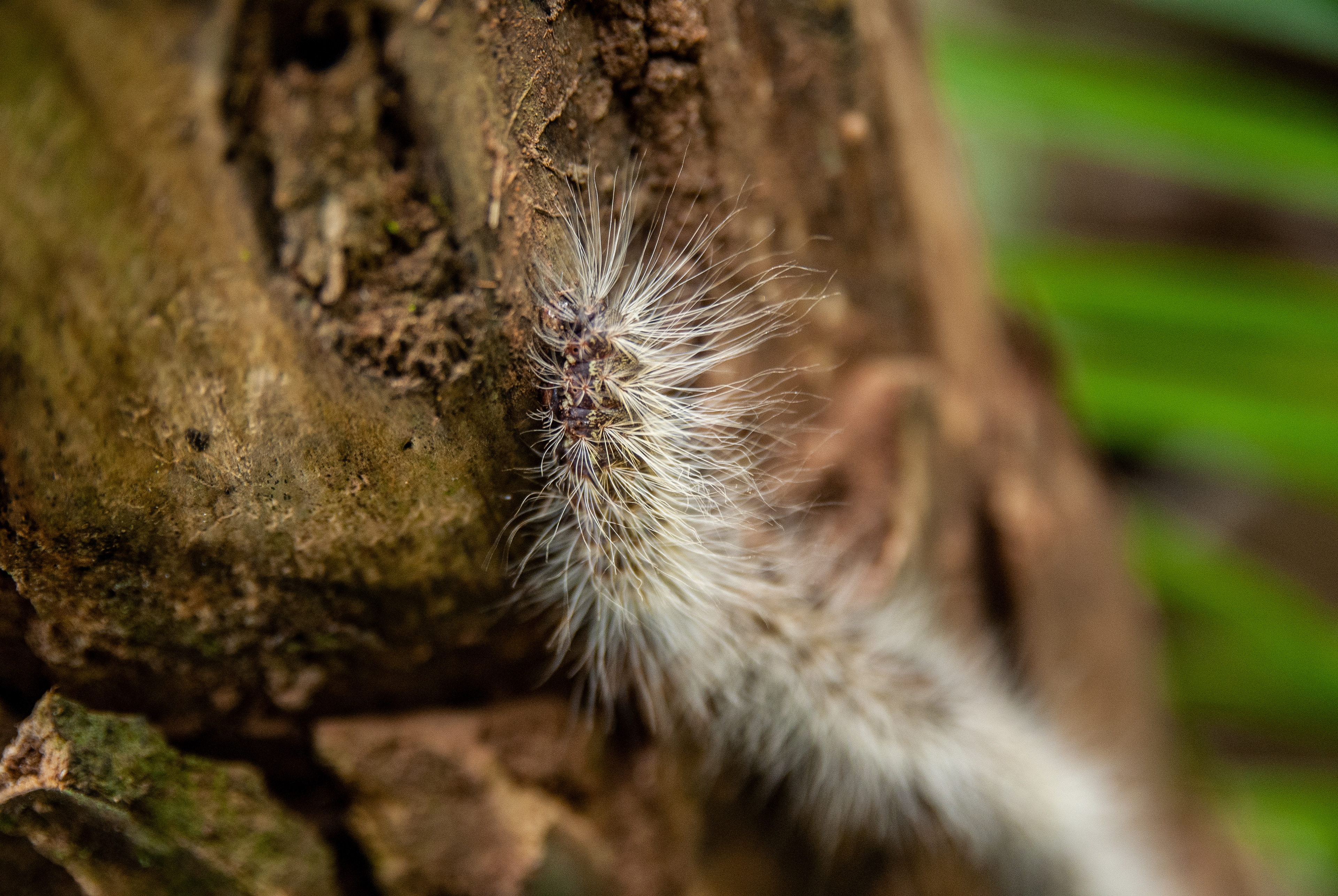 An 'Itchy Caterpillar' Climbs A Tree - Lake Kirundo, Burundi