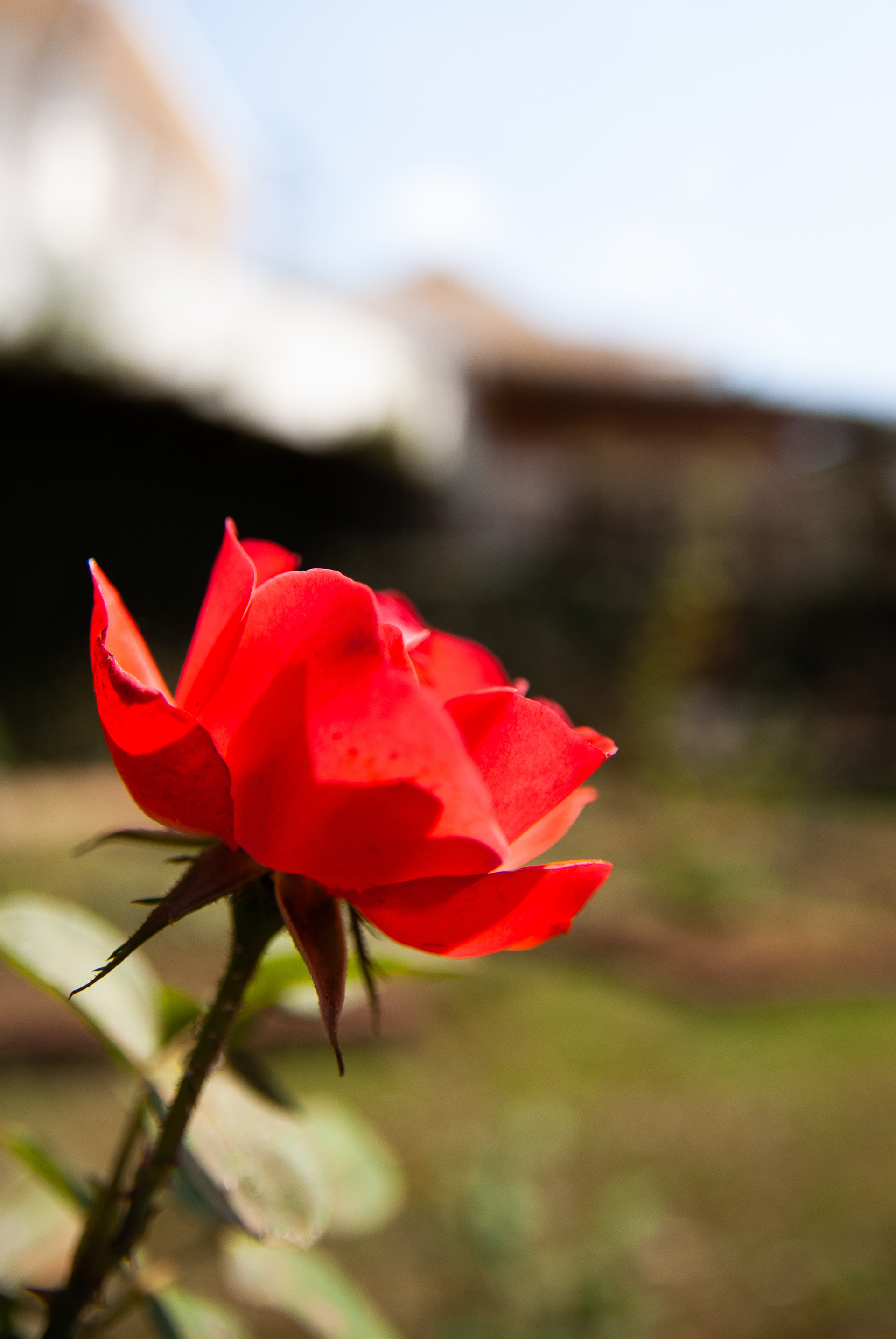 A rose in the gardens of Kigali Genocide Memorial