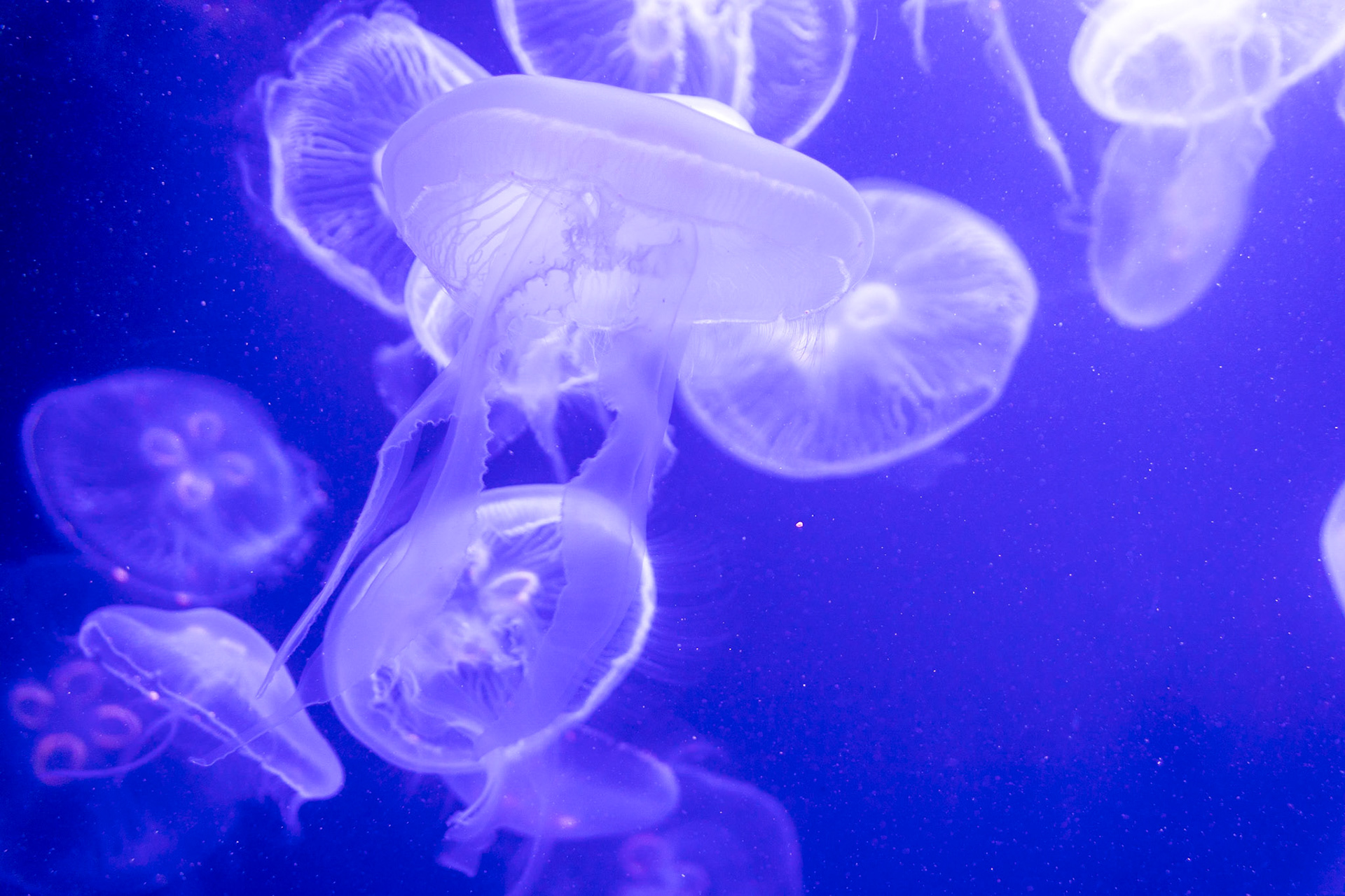 Moon Jellyfish Swarm