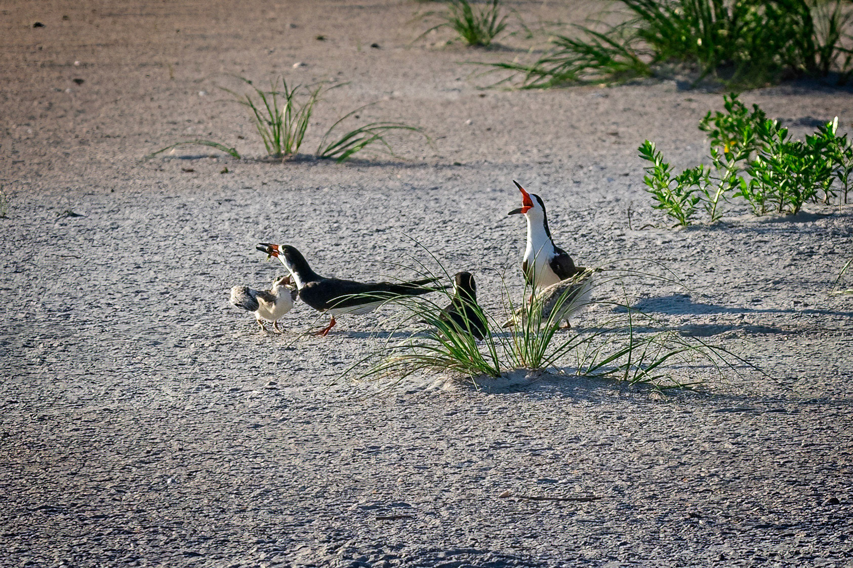 Feeding Time at the Black Skimmer Family