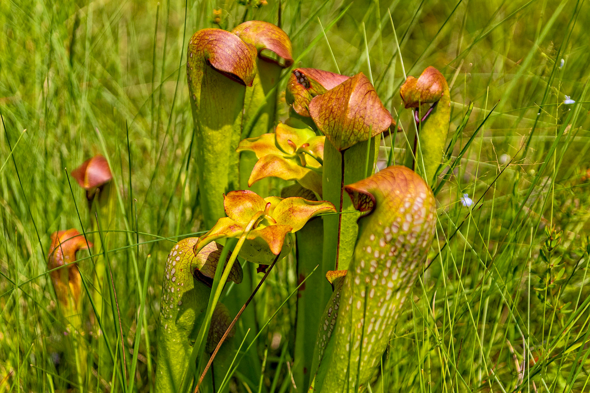 Sweet Pitcher Plants, Green Swamp Ecological Preserve
