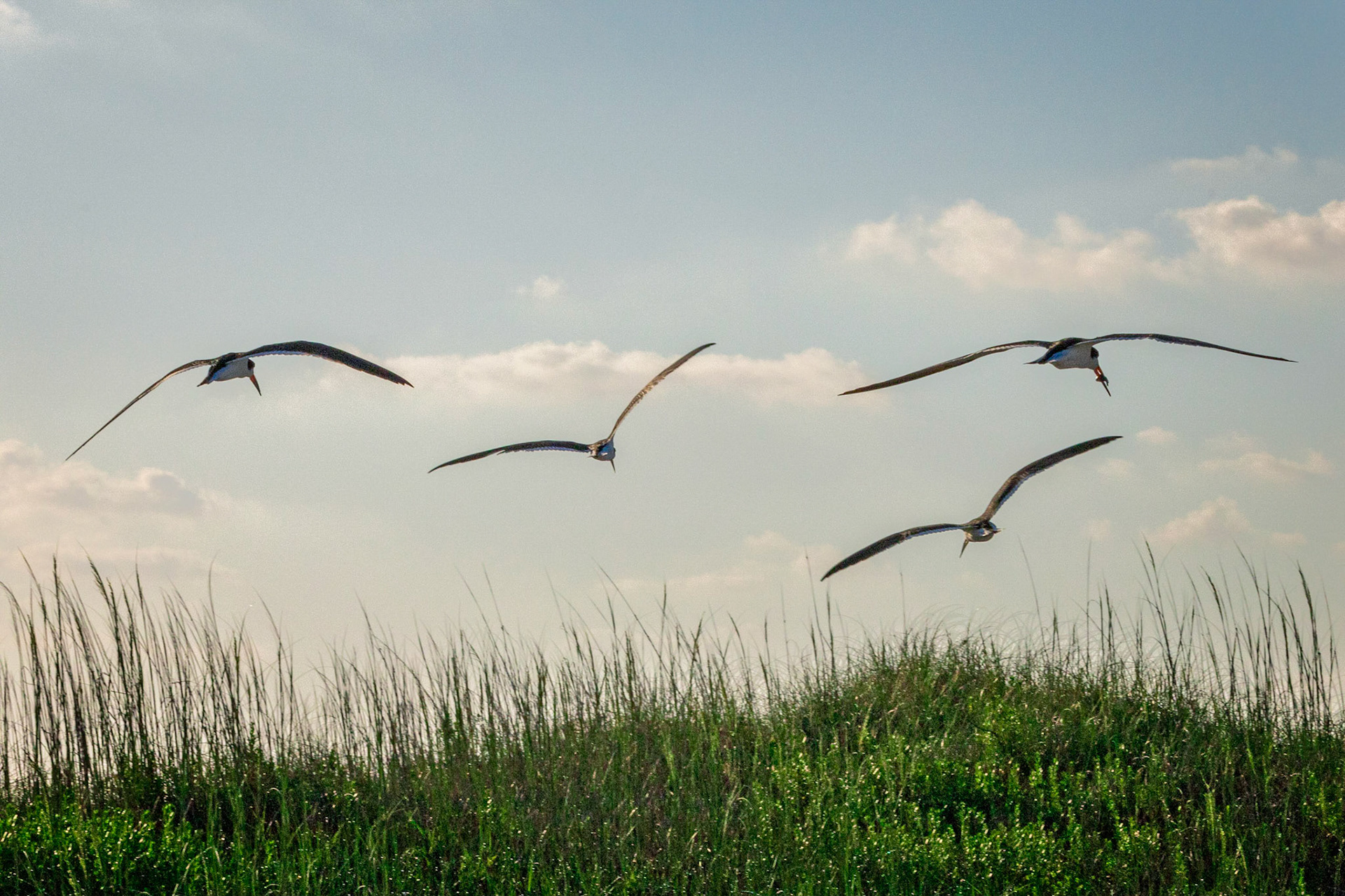 Black Skimmer Squadron