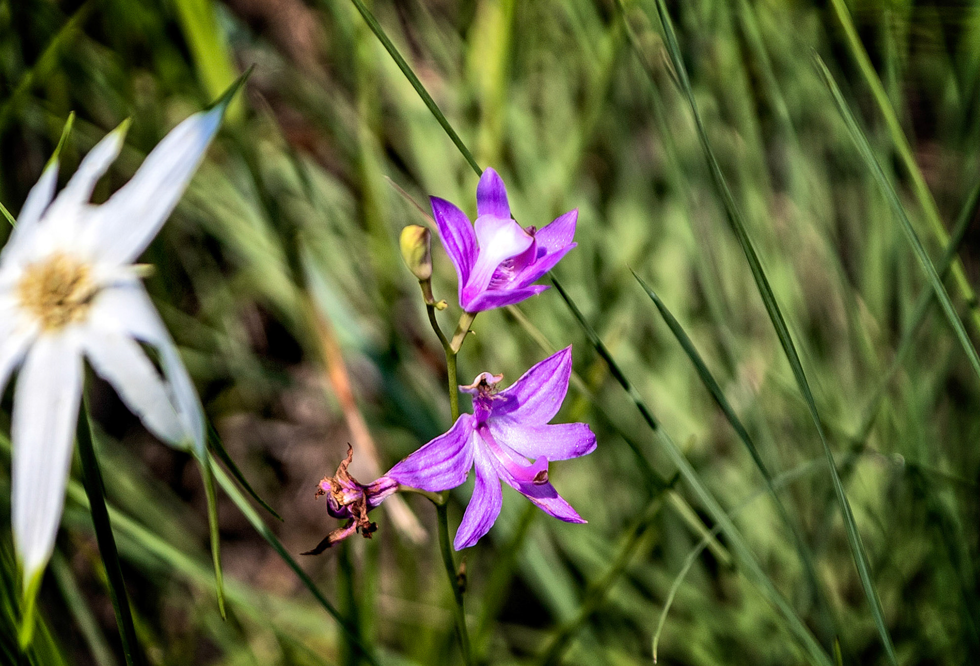 Grass-pink Orchid, Green Swamp Ecological Preserve