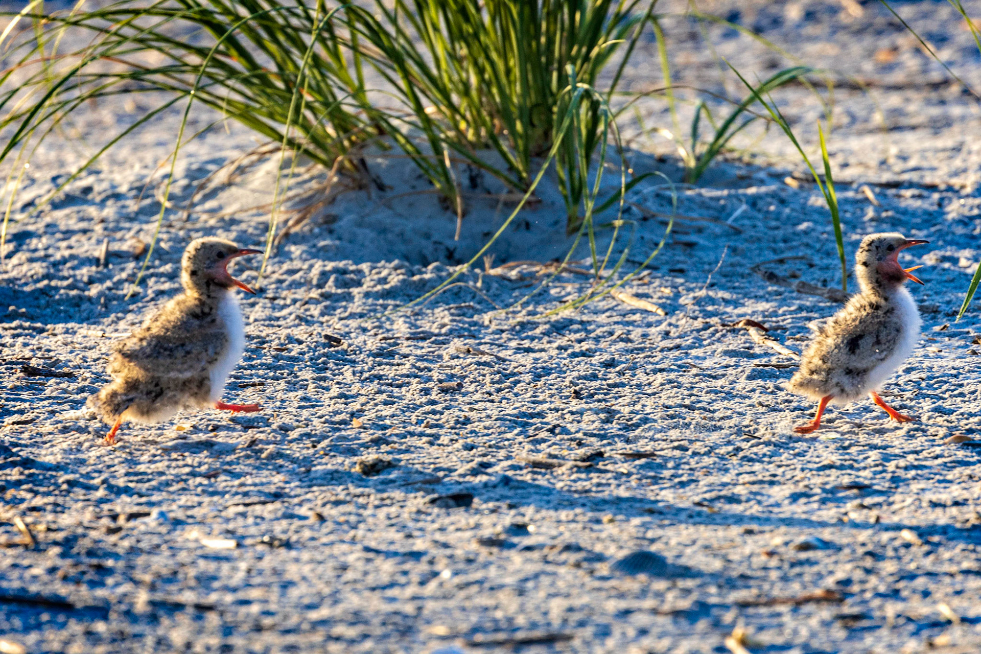 Black Skimmer chicks looking for breakfast