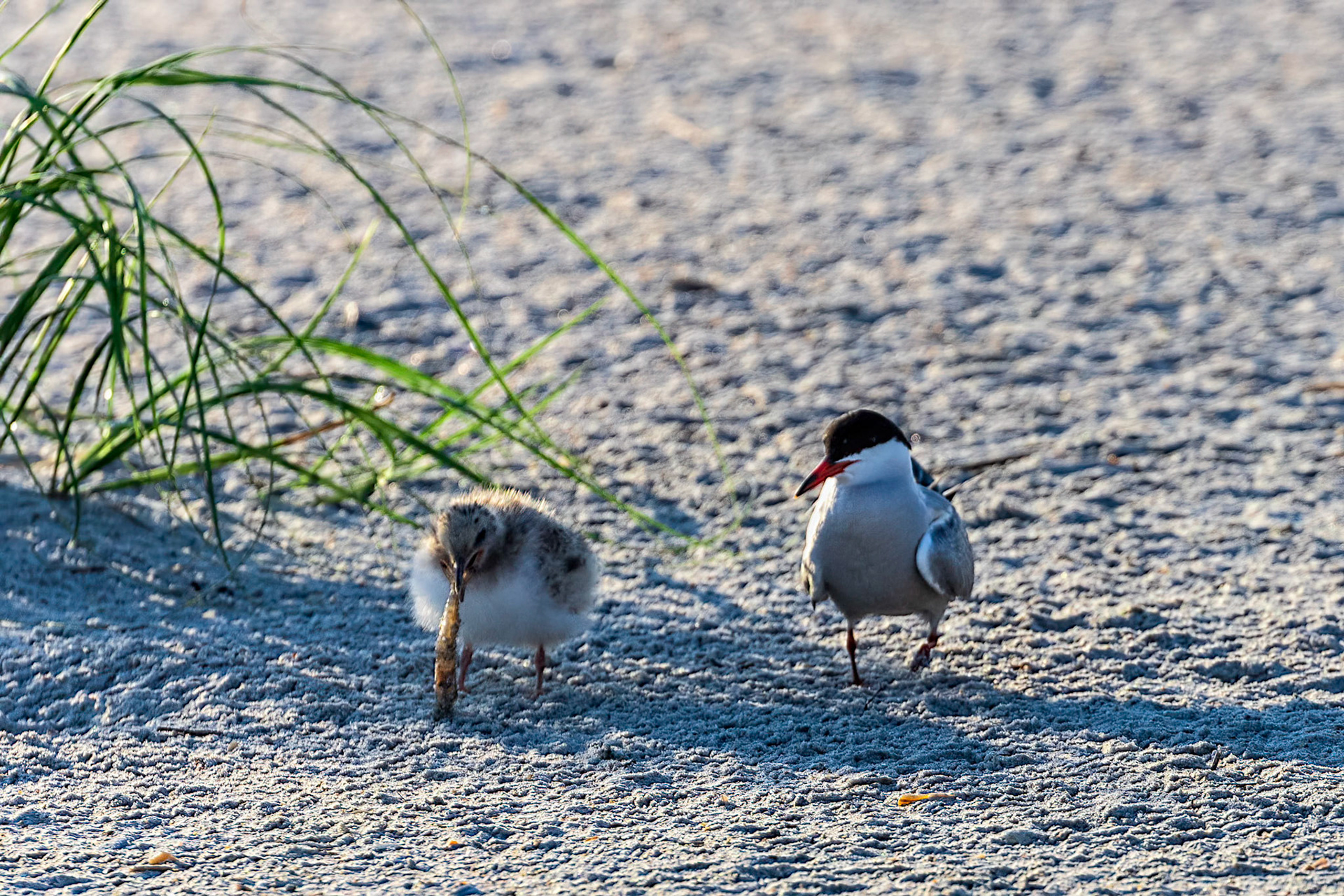 Black Skimmer Chick with Shrimp