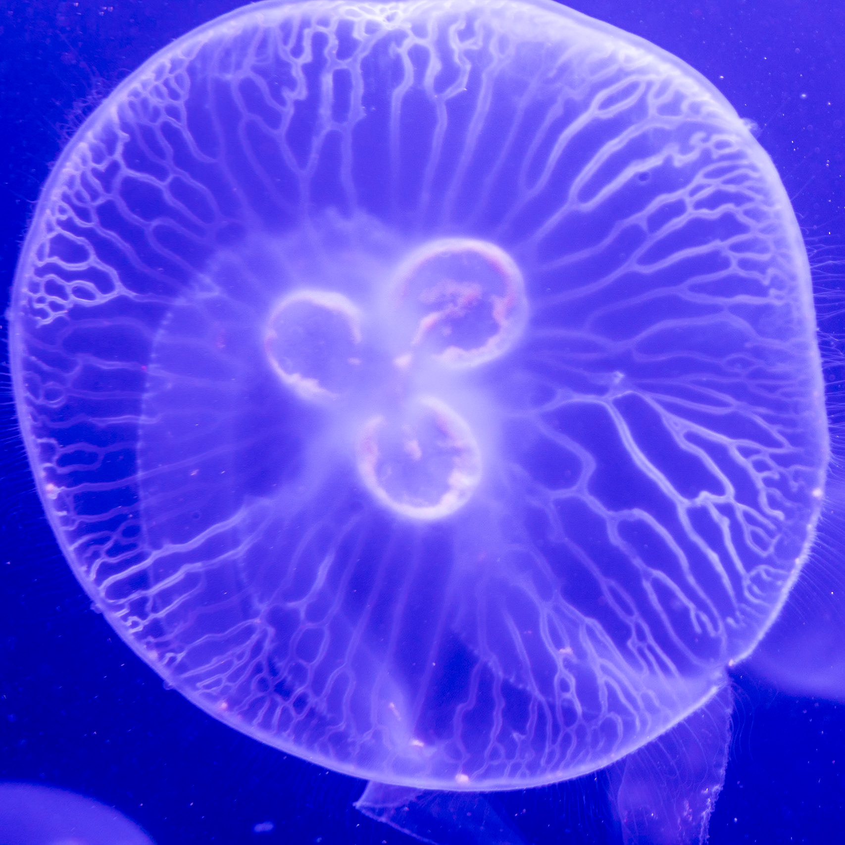 Moon Jellyfish