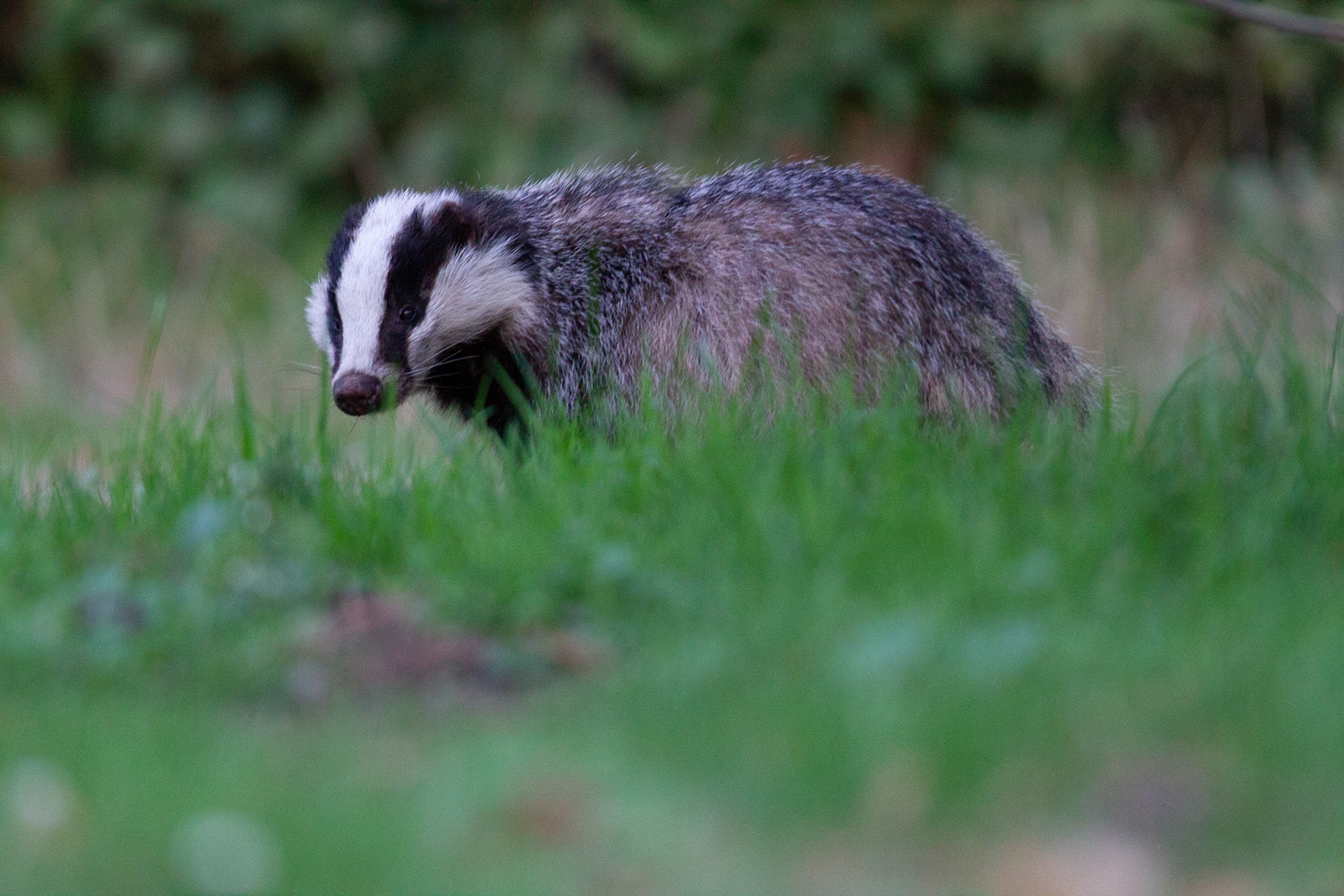 Badger - Das