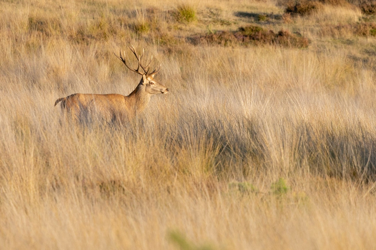 Edelhert-Red Deer-Rothirsch-Cerf Elaph