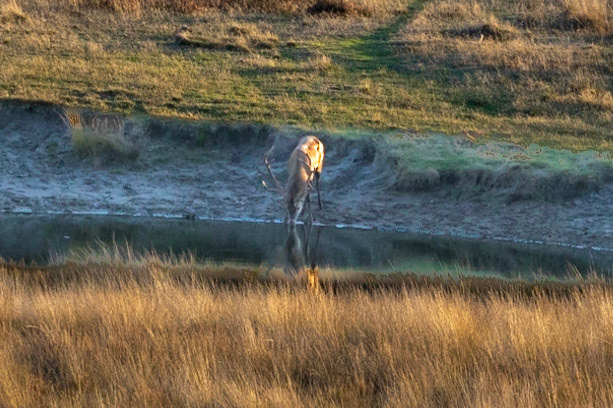 Edelhert-Red Deer-Rothirsch-Cerf Elaph