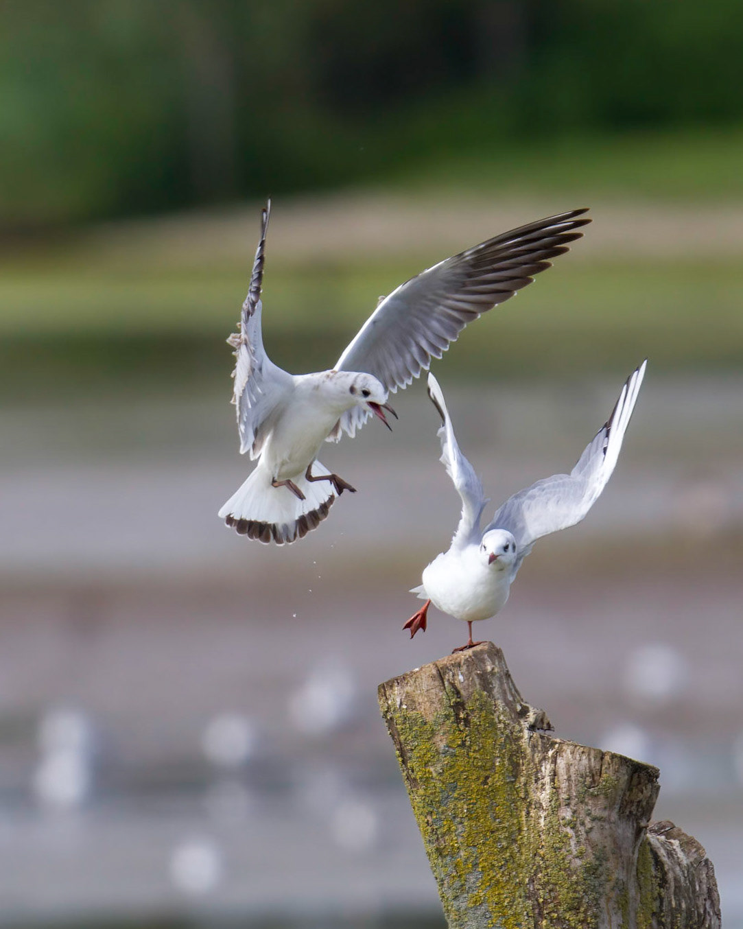 Gull - Meeuw