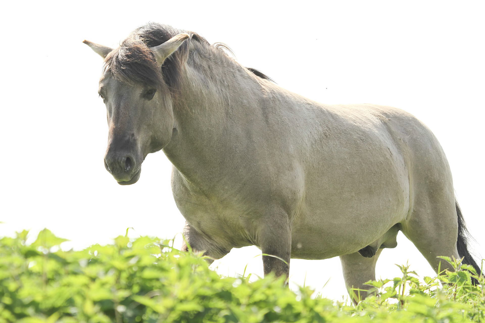 Horse - Paard
