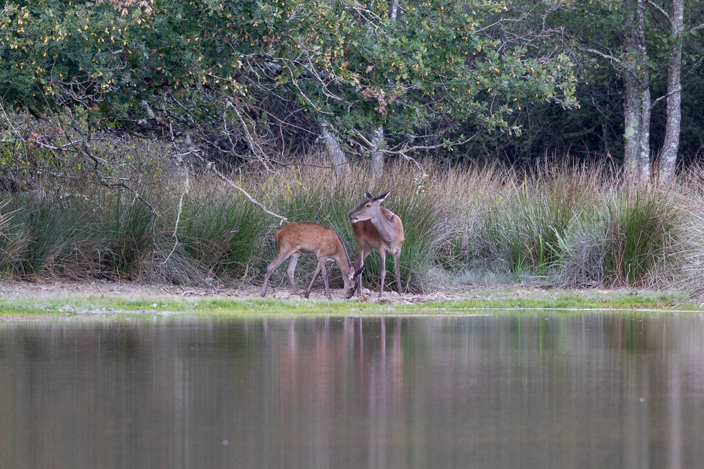 Edelhert-Red Deer-Rothirsch-Cerf Elaph