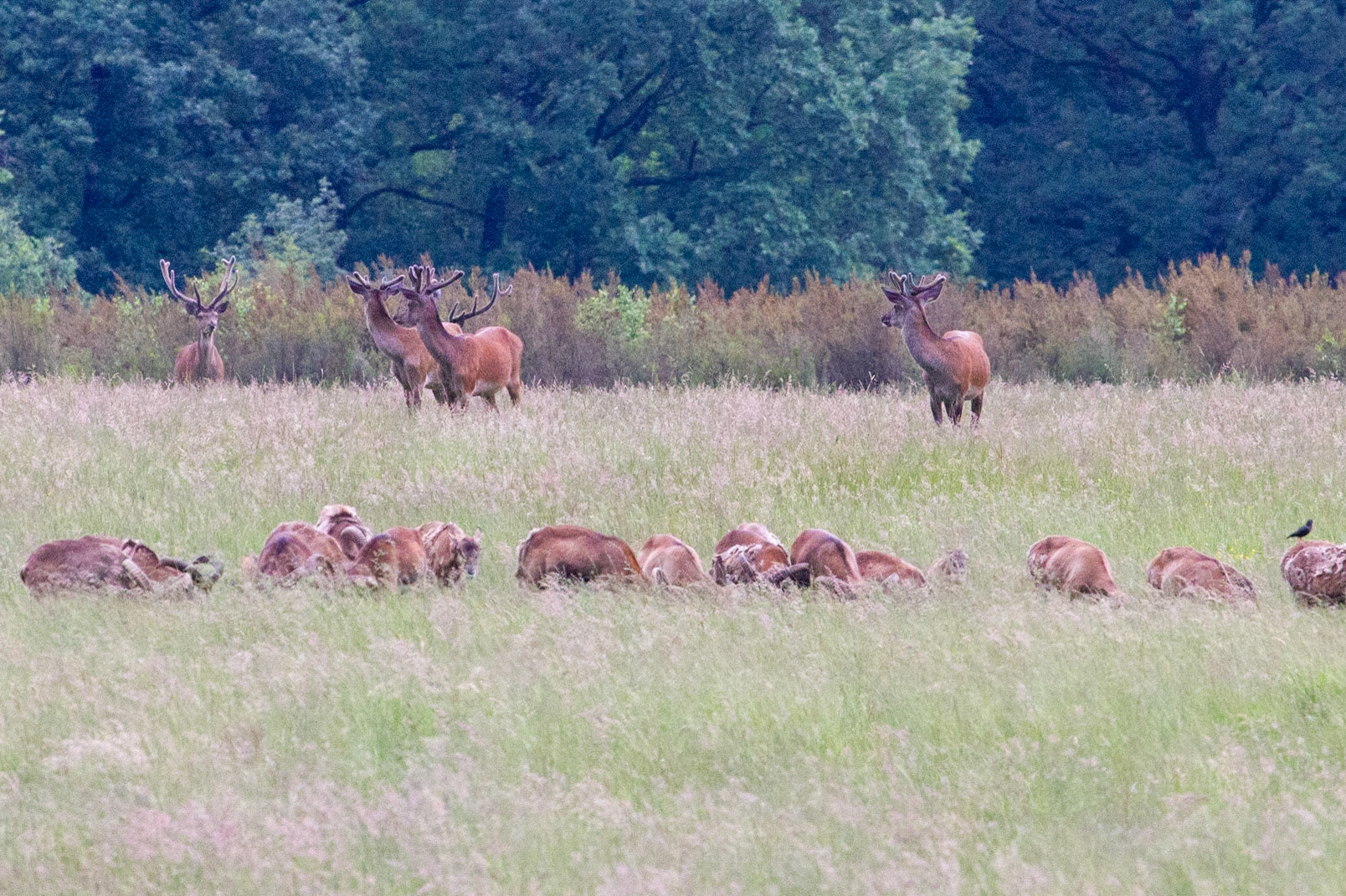 Edelhert-Red Deer-Rothirsch-Cerf Elaph