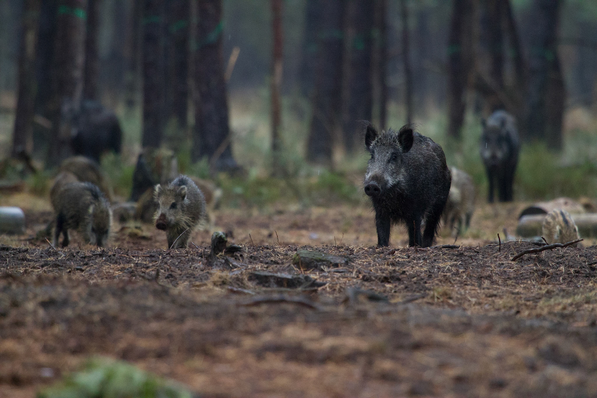 Wild boar - Wild zwijn