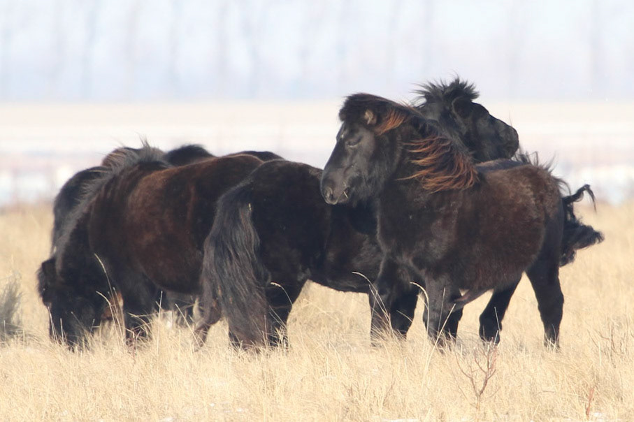 Shetland pony - Shetland pony