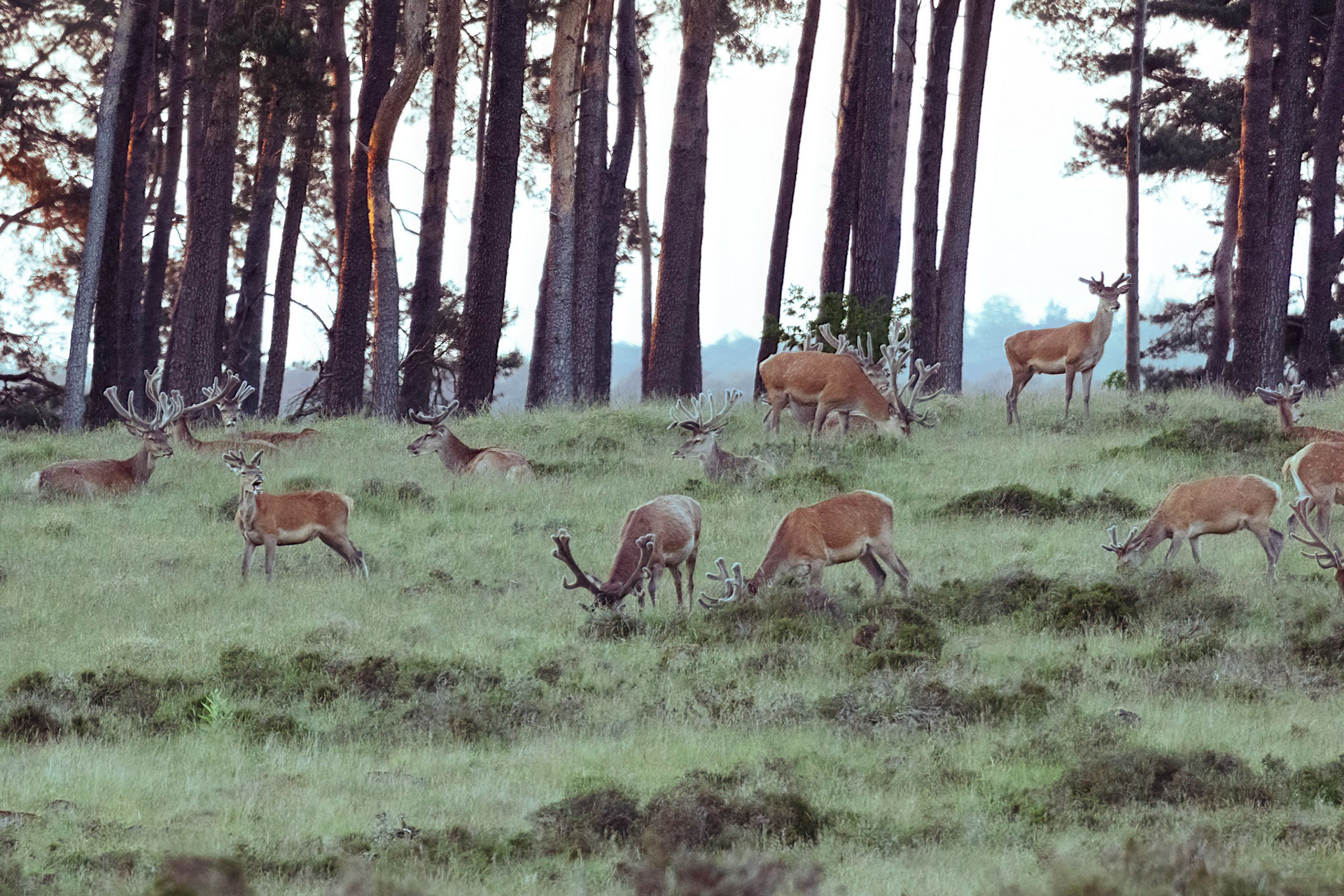 Edelhert-Red Deer-Rothirsch-Cerf Elaph