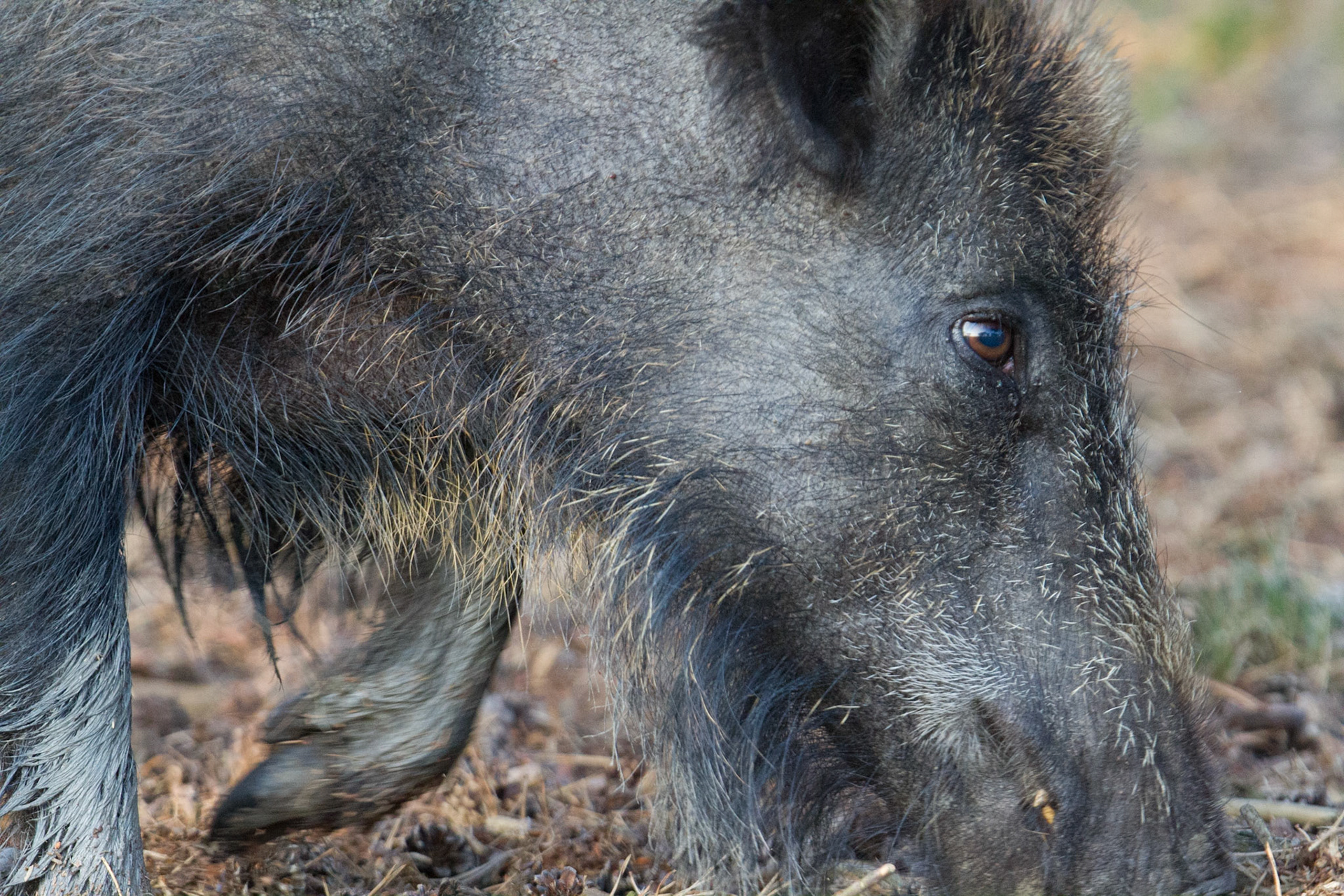 Wild boar - Wild zwijn