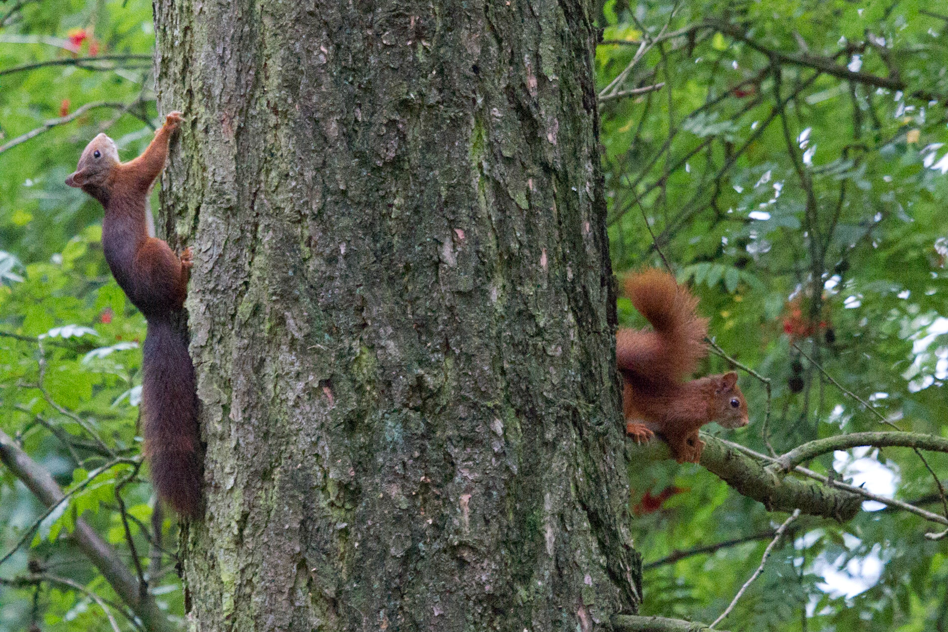 Squirrel - Eekhoorn