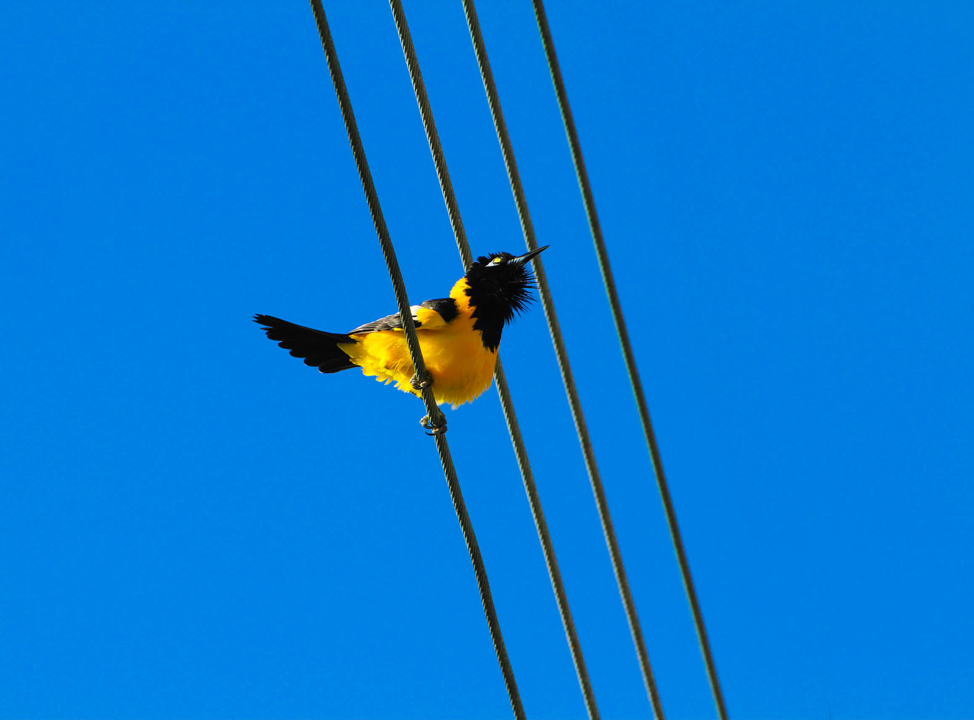 Yellow Oriole - Gele troepiaal