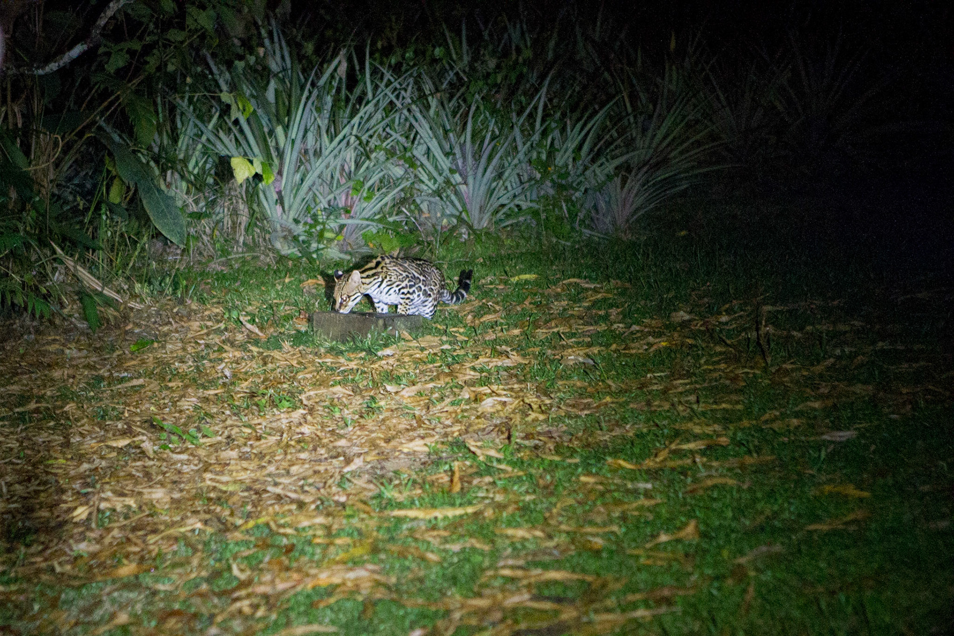 Ocelote - Ocelot