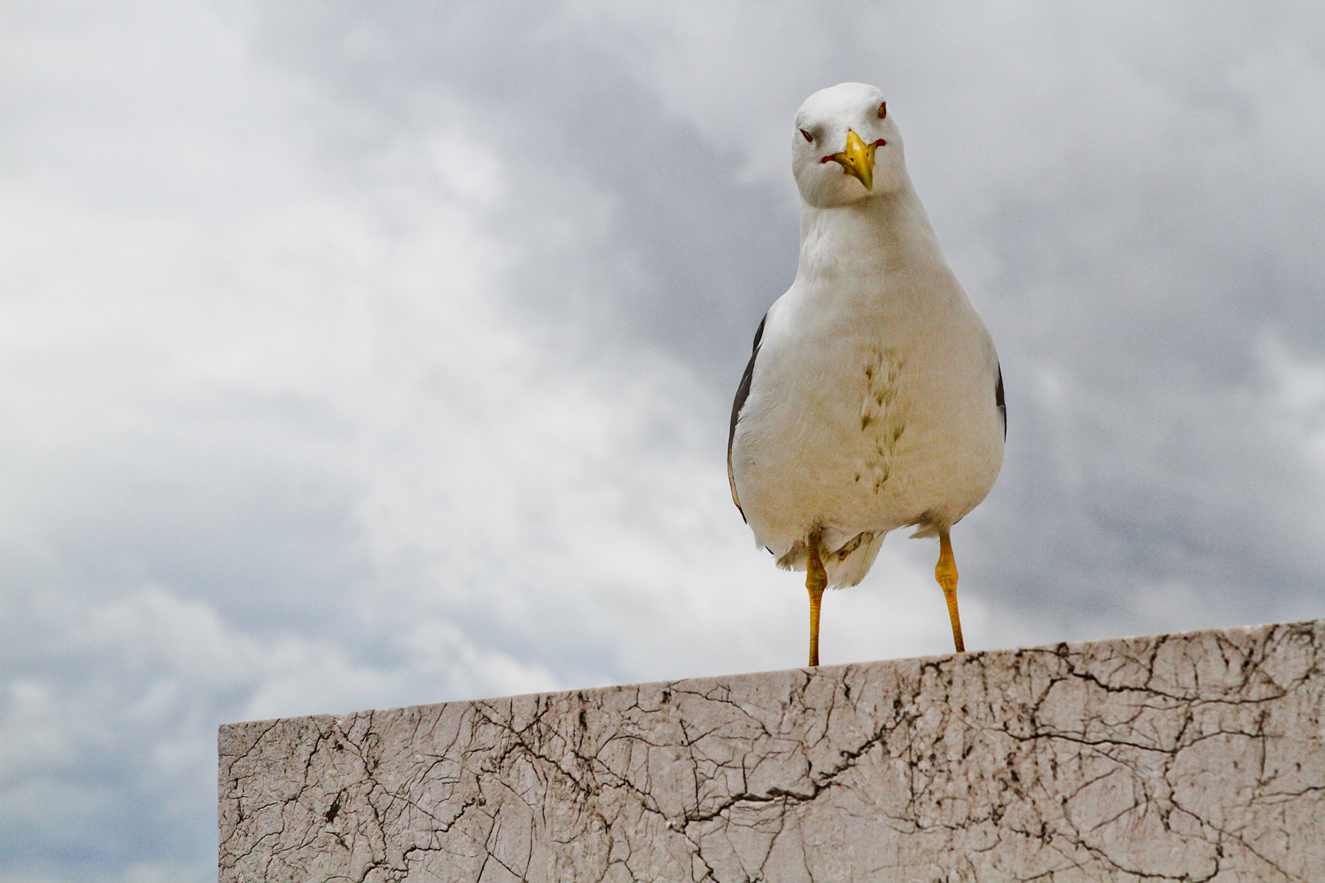 Gull