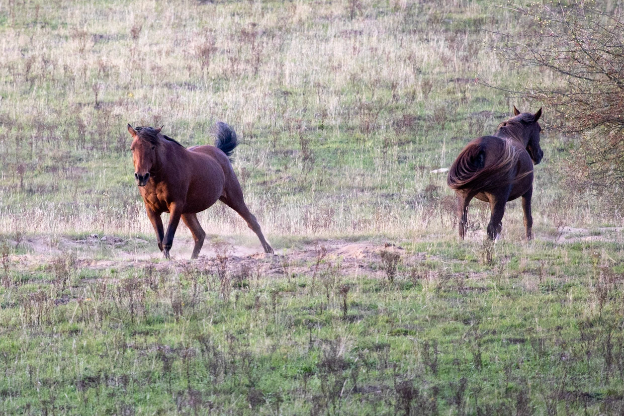 Horse - Paard