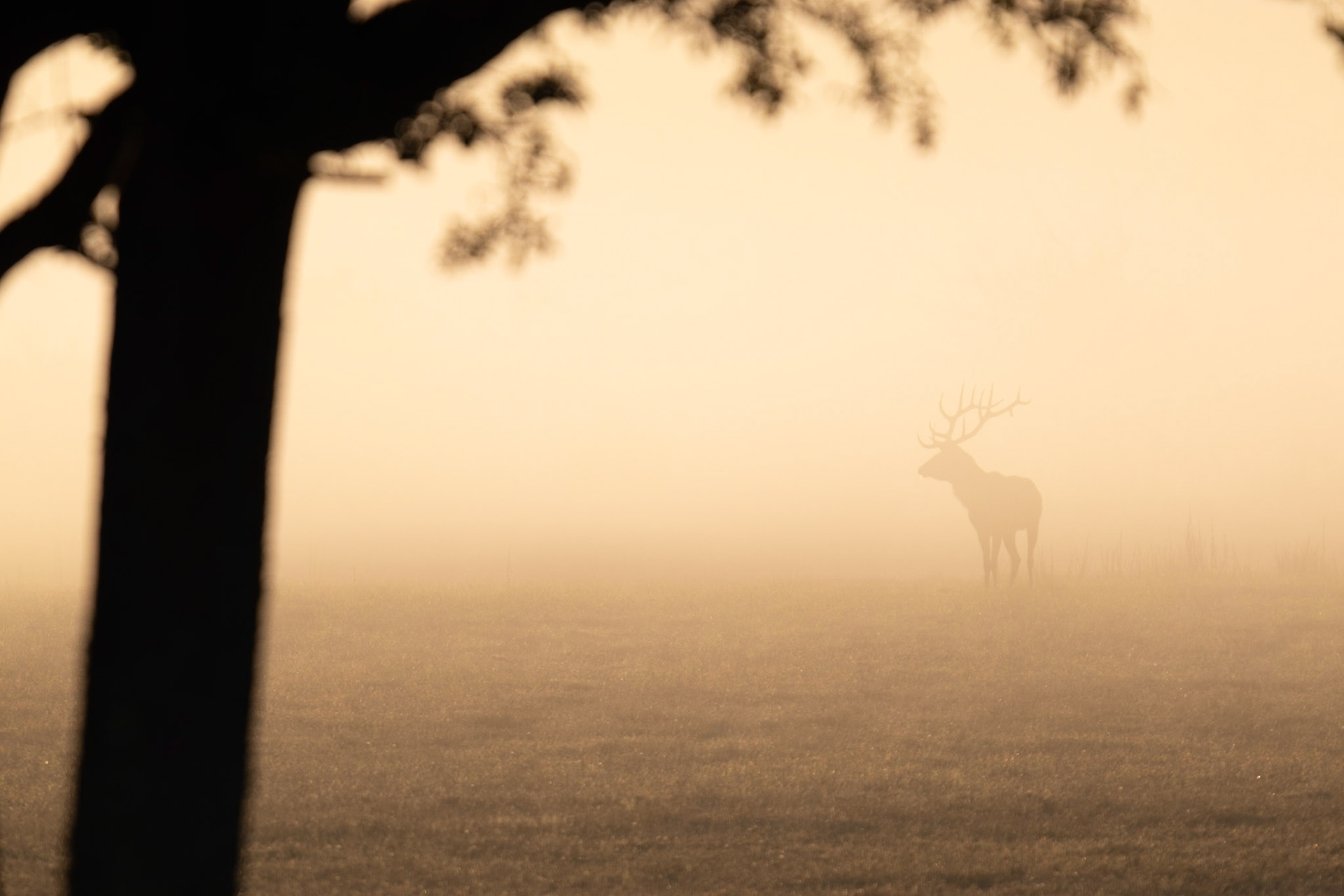 Edelhert-Red Deer-Rothirsch-Cerf Elaph