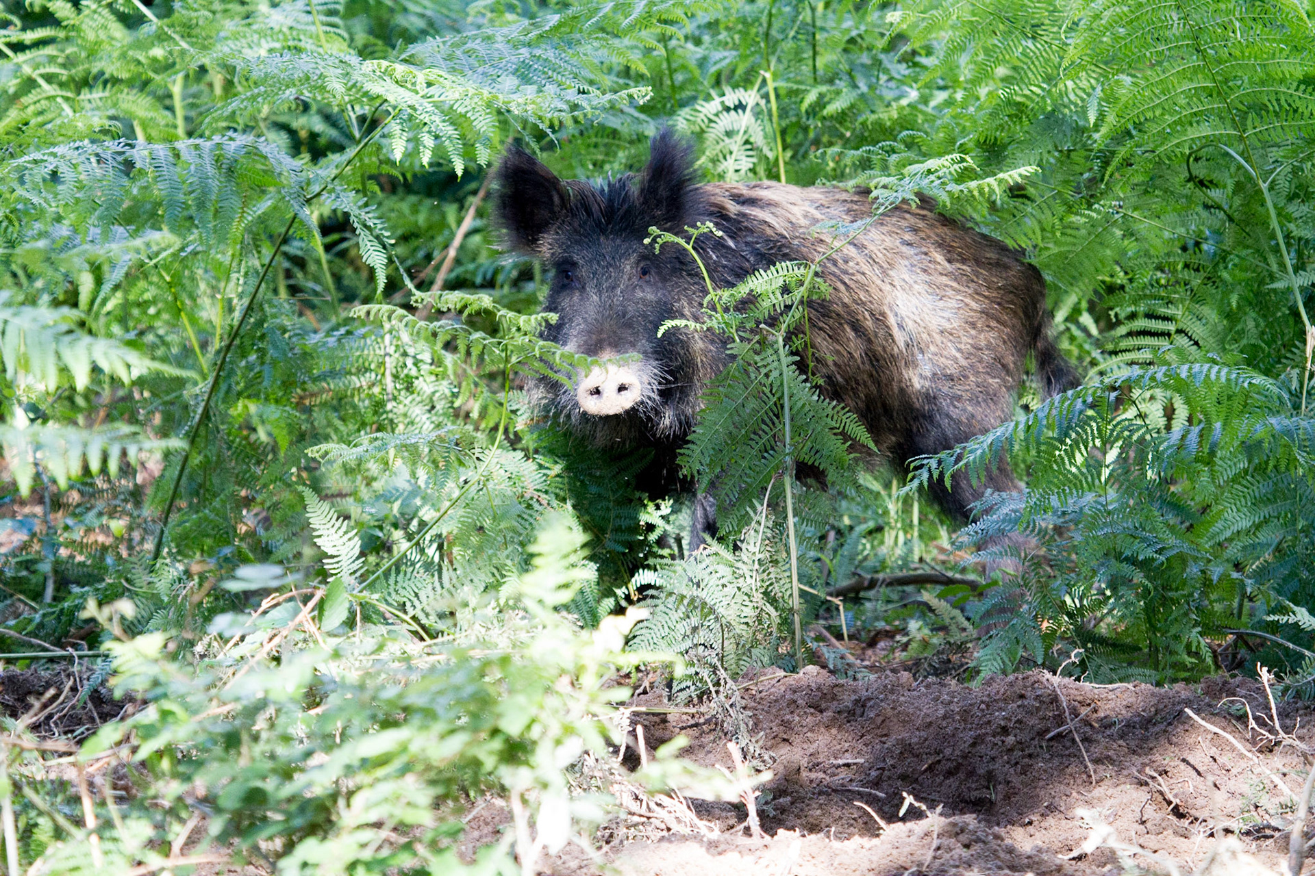 Wild boar - Wild zwijn