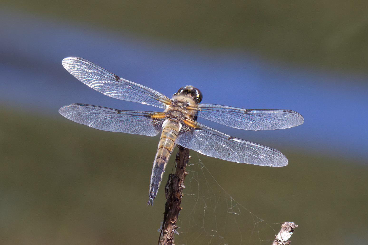 Dragonfly - Libelle