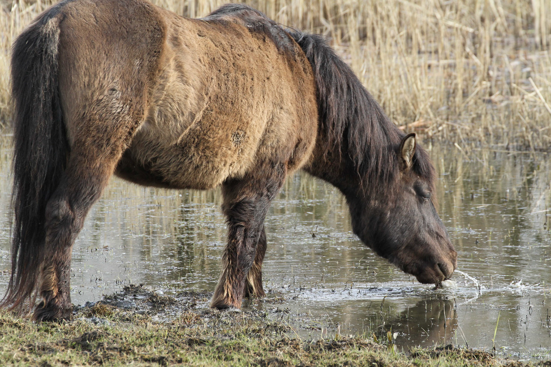 Konic Horse - Konikpaard