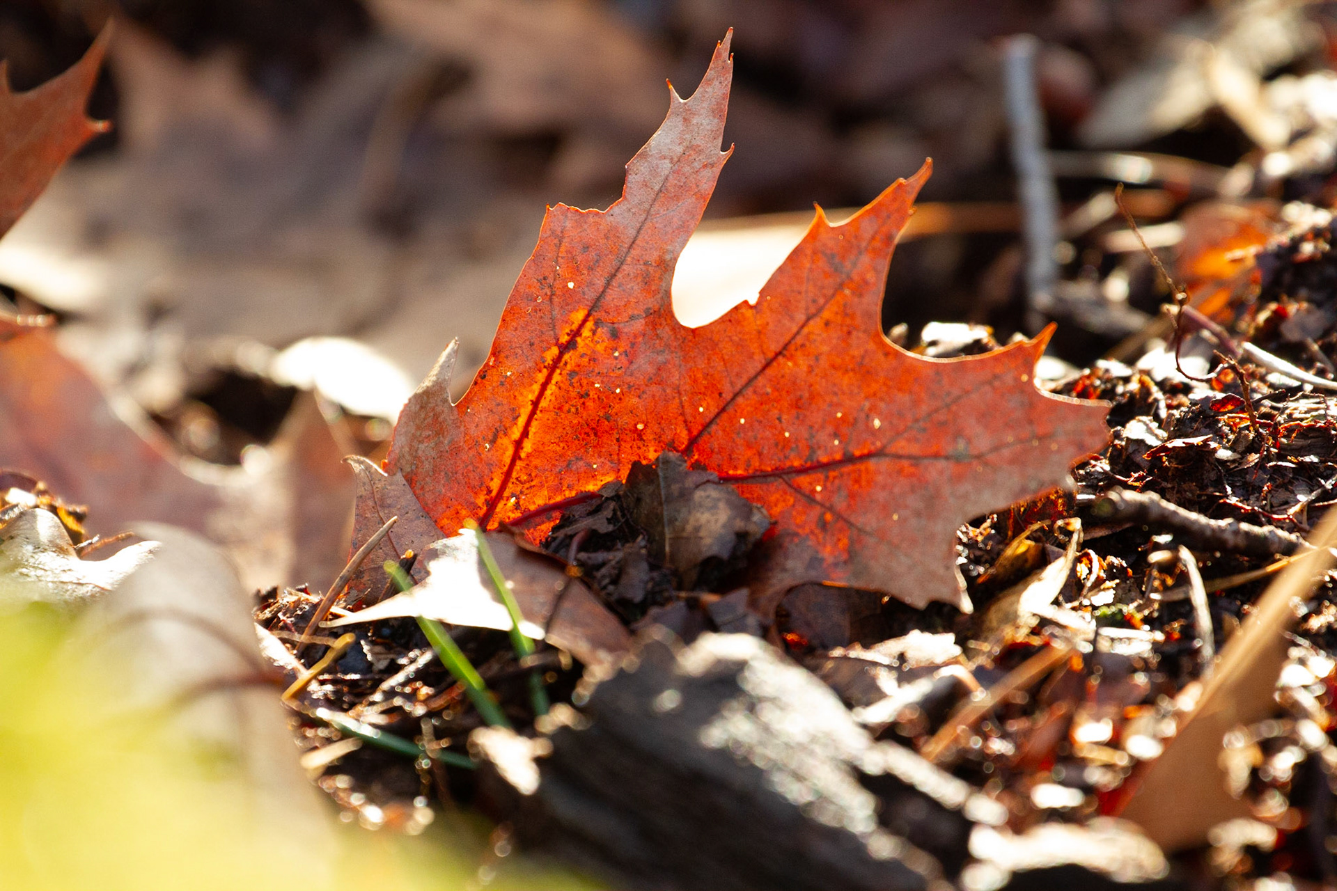 A beautiful oak leaf in one of the last autumn sun rays, winter is just around the corner.